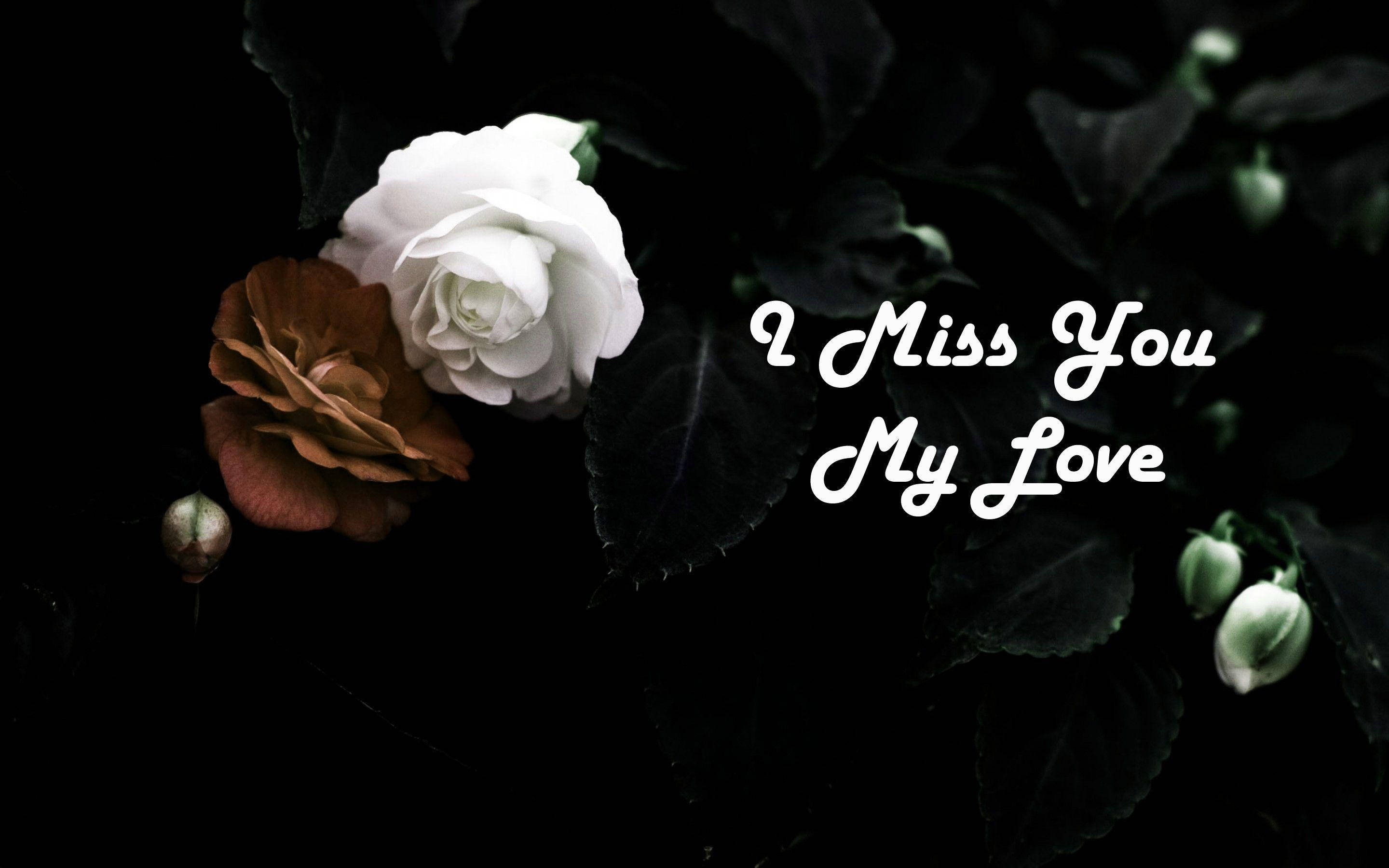 Love Quotes 桌布 壁紙 — 一朵白色和棕色的玫瑰在深色葉子襯托下盛開，並以優雅字體寫上 I Miss You My Love 的文字。