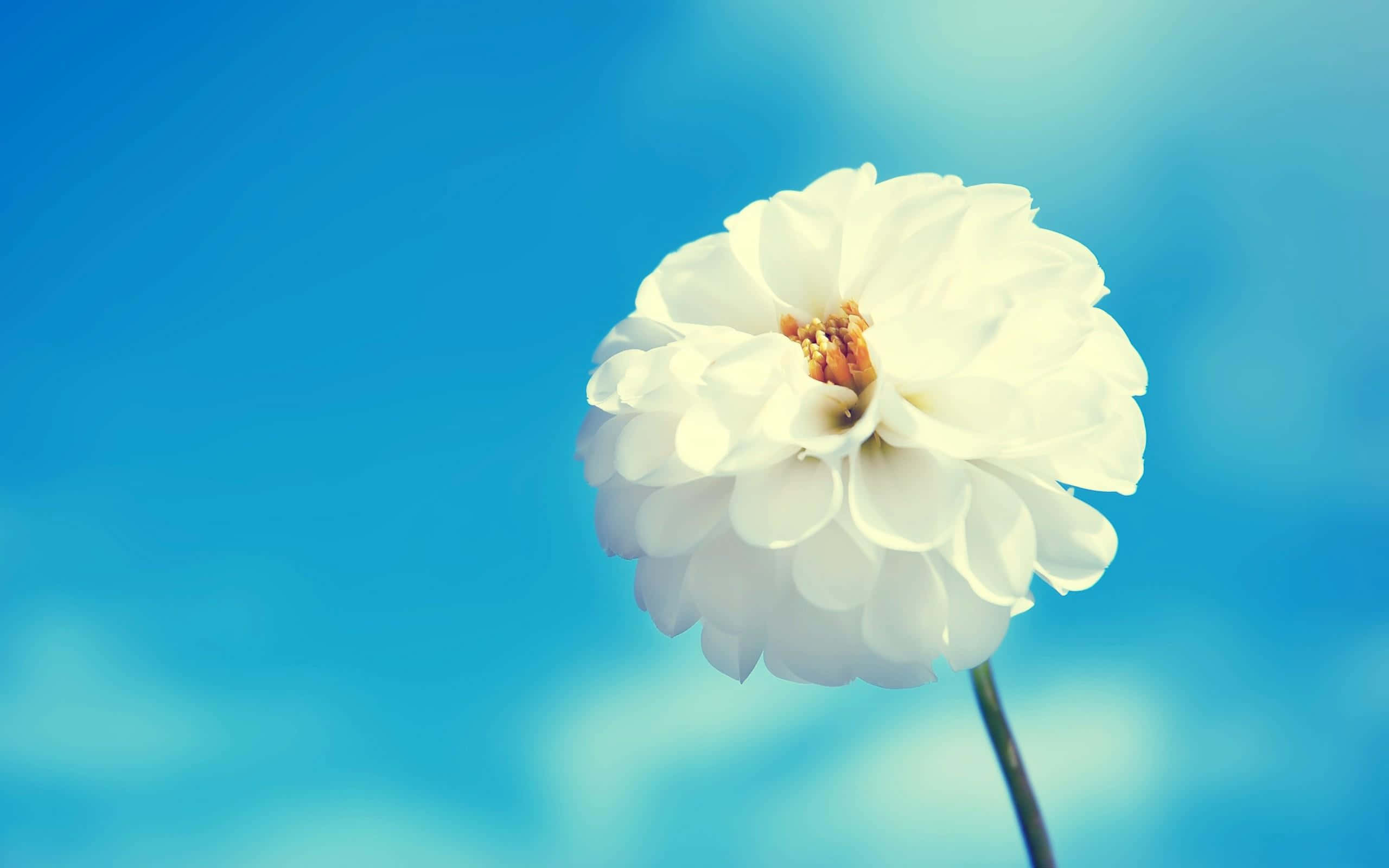 White Flowers 桌布 壁紙 — 一朵白色大麗花在柔和的藍天下綻放，柔和的散景和溫暖的陽光突顯其層層疊疊的花瓣。