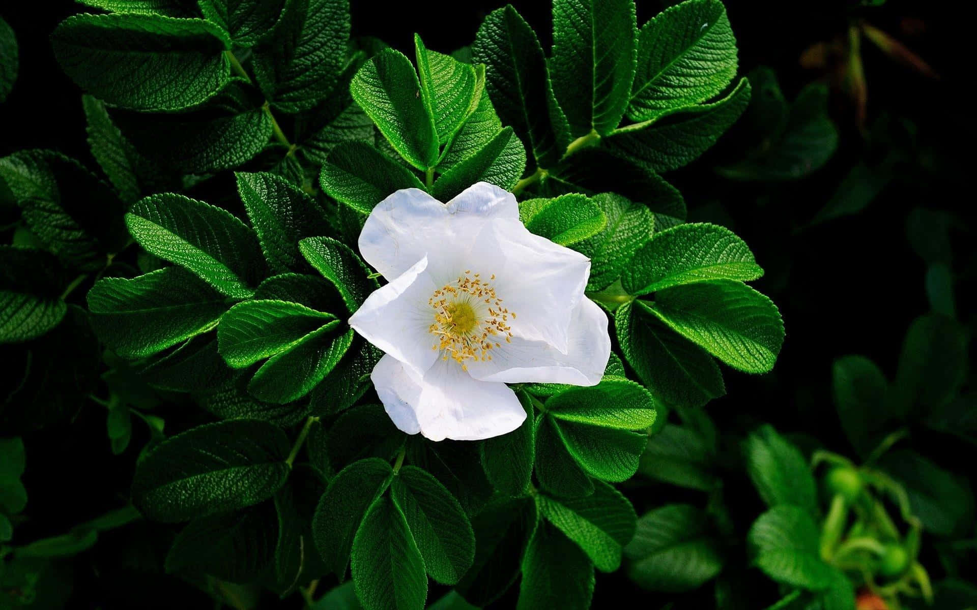 White Flowers 桌布 壁紙 — 一朵白色玫瑰果在茂密的深綠色葉子中，在柔和自然光下綻放。