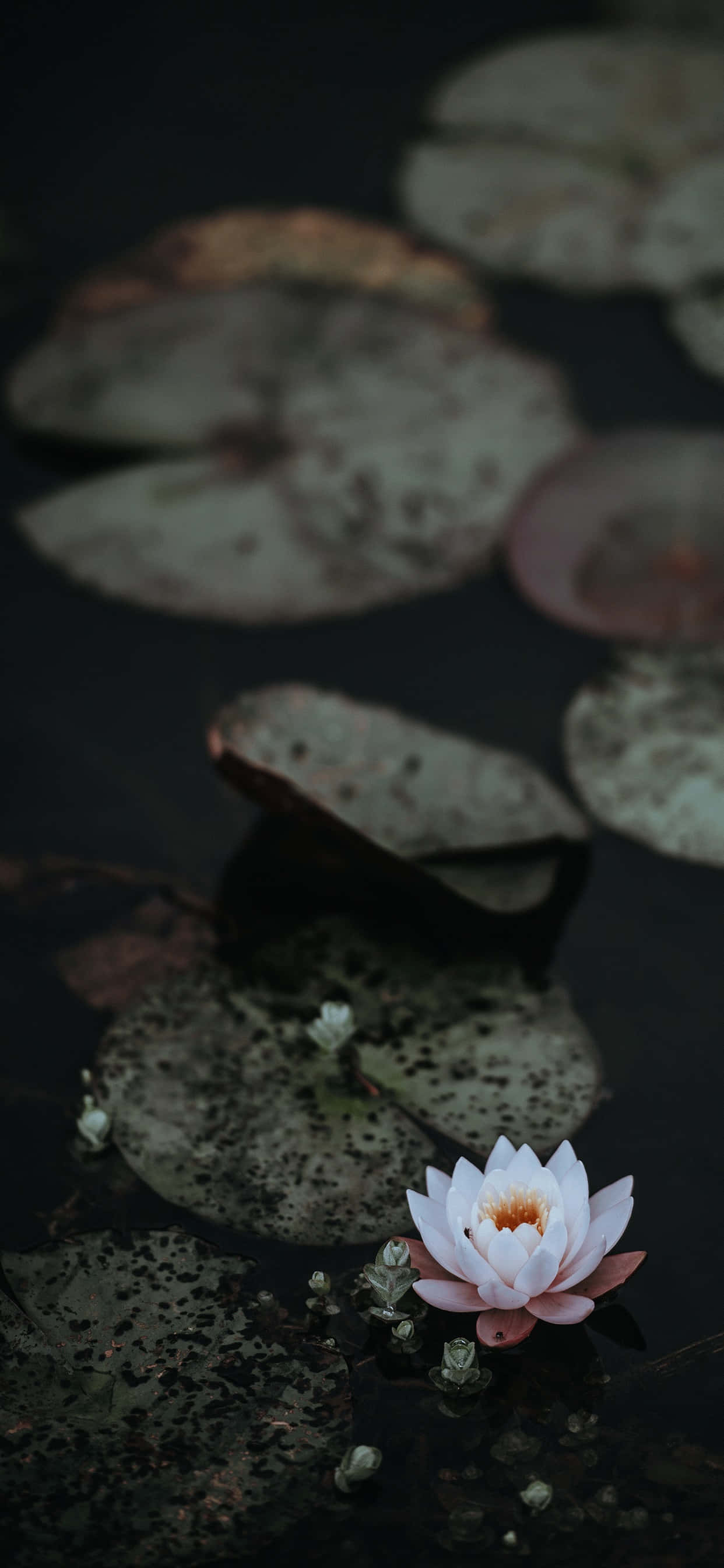 蓮花 桌布 壁紙 — 一朵白色睡蓮在平靜昏暗的池塘水面上，於歷經風霜的睡蓮葉間柔和地綻放。