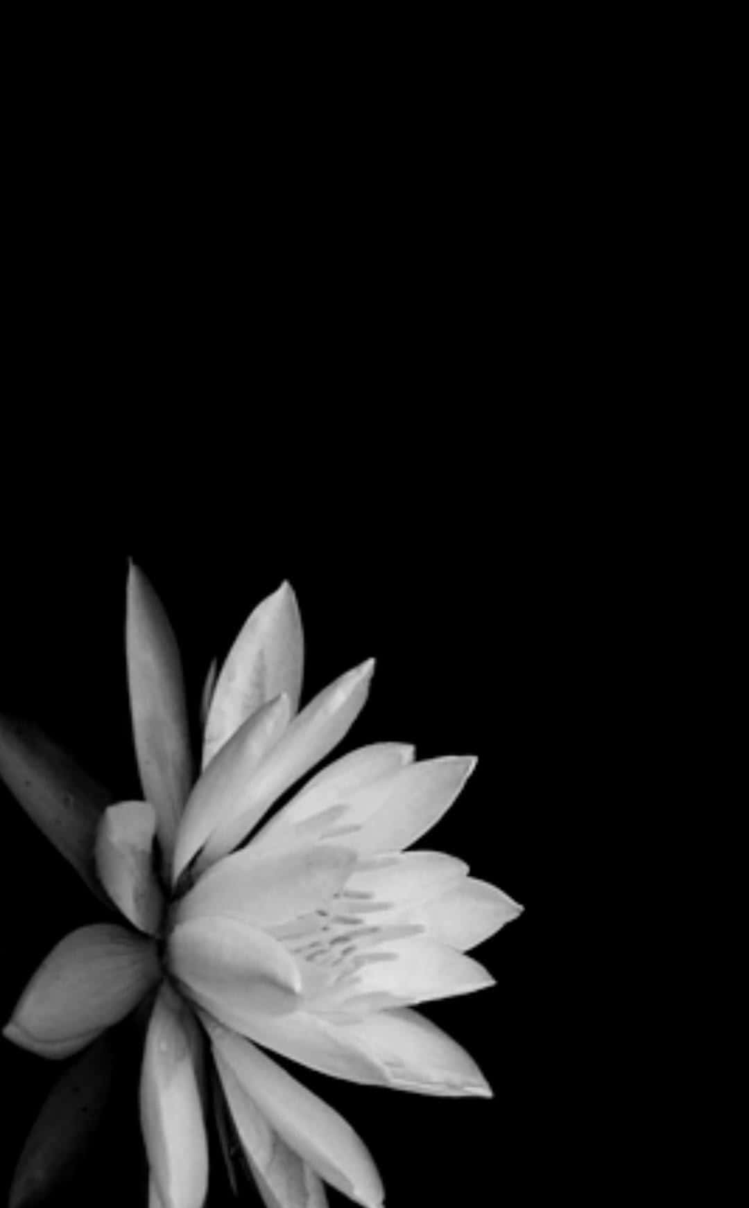 White Flowers 桌布 壁紙 — 一朵白色睡蓮在虛無般的背景下以強烈的黑白對比綻放。