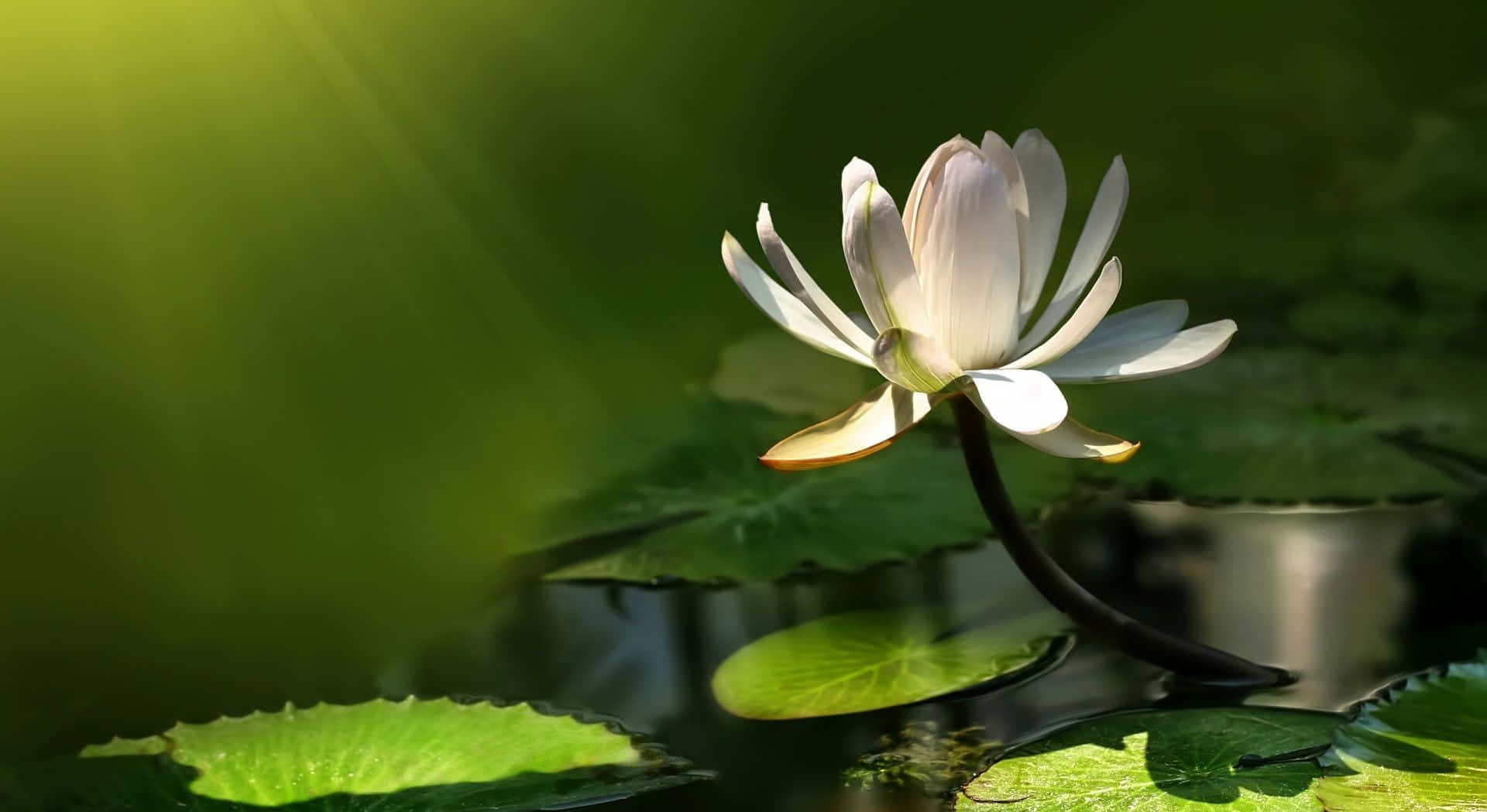 蓮花 桌布 壁紙 — 一朵白色睡蓮在陽光照耀的池塘上優雅綻放，周圍環繞著茂盛的綠色睡蓮葉。