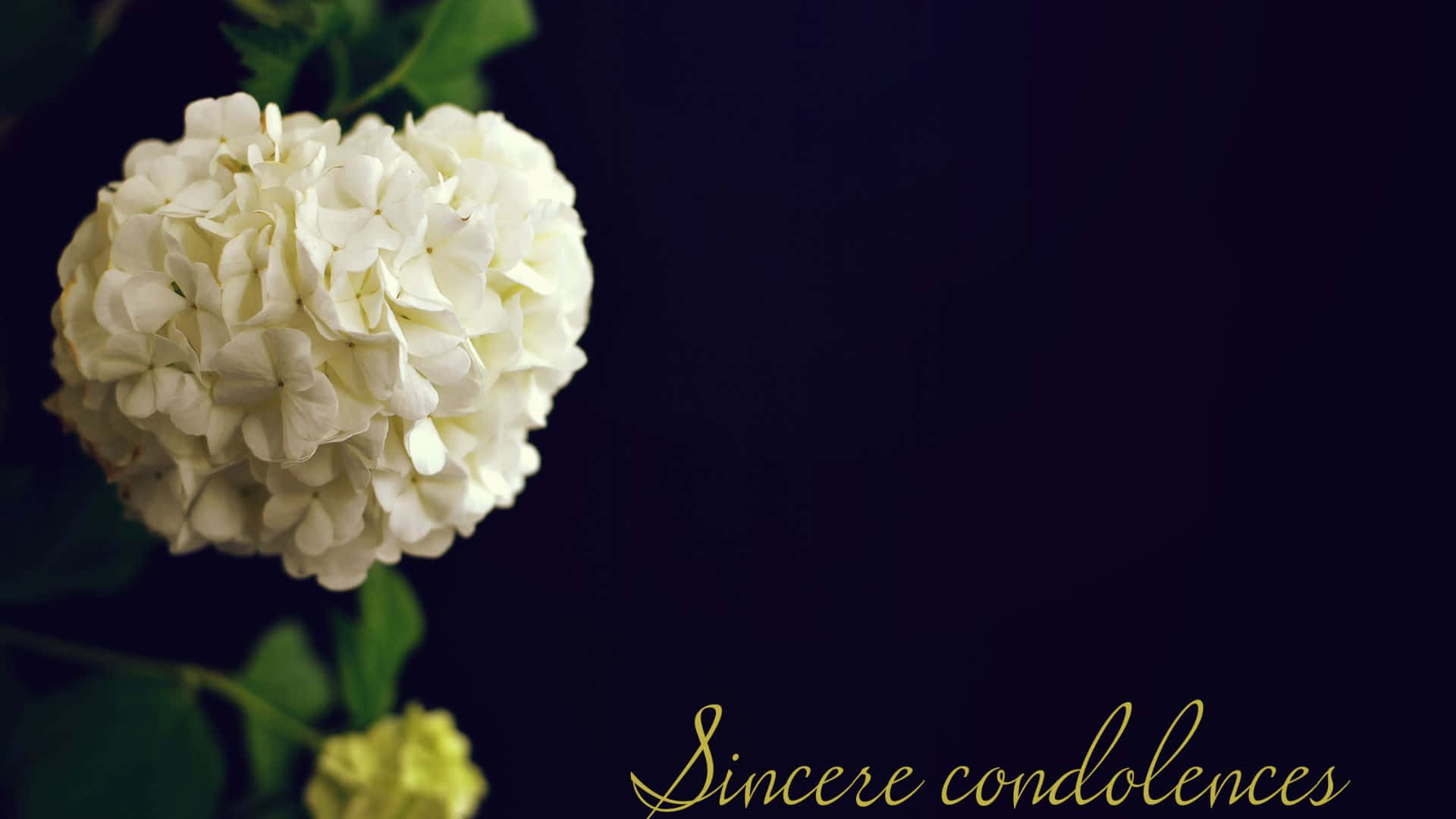 Condolence 桌布 壁紙 — 一朵白色繡球花在深黑色背景上柔和綻放，配上優雅的金色文字，表達誠摯的慰問。