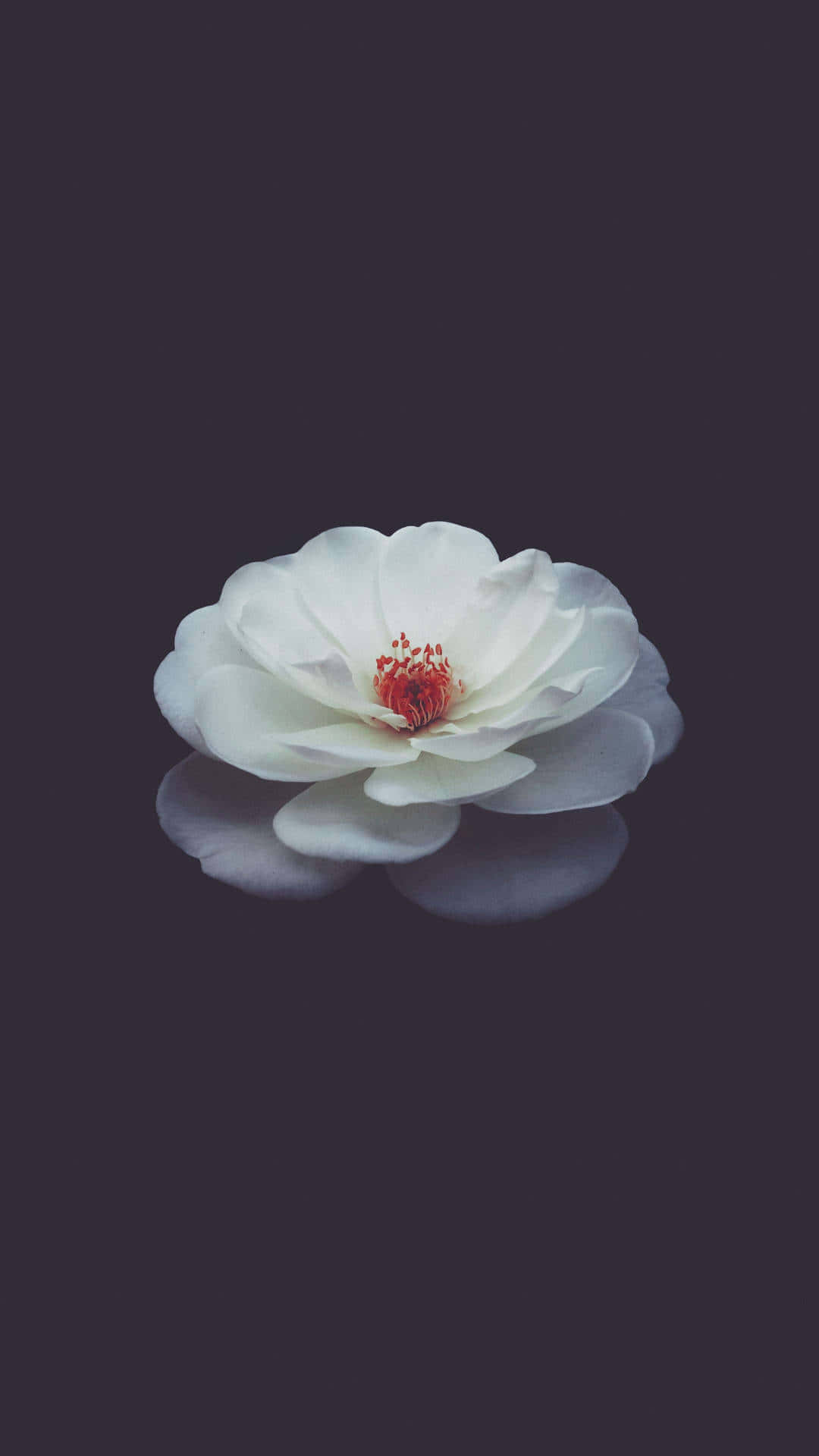 Flower Phone 桌布 壁紙 — 一朵白色花朵，花心紅色，在深紫色背景上平靜地漂浮，帶有柔和倒影。