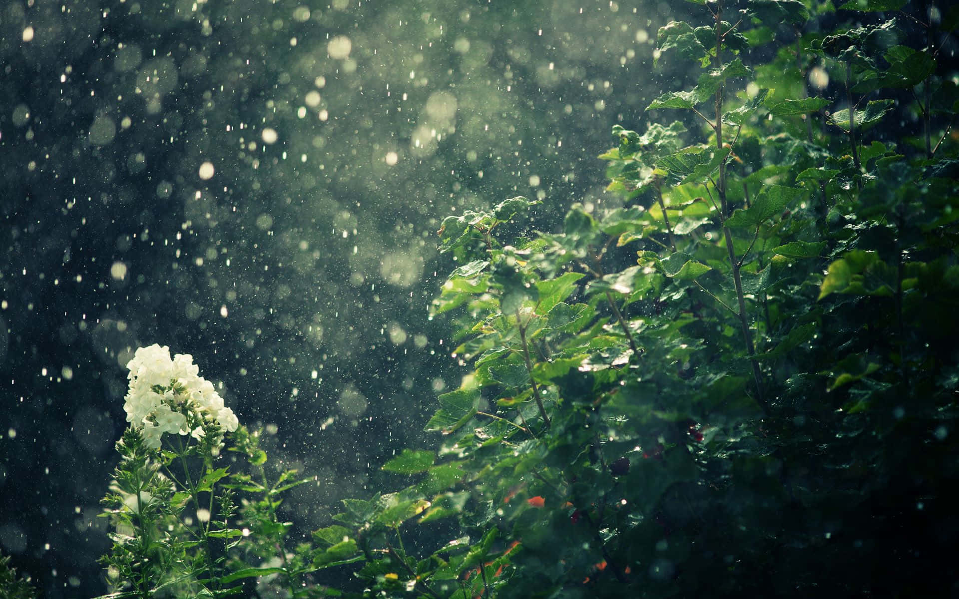 Spring Rain 桌布 壁紙 — 一朵白色花朵在茂密綠葉中綻放，陽光透過雨滴灑落，營造出夢幻般的散景效果。