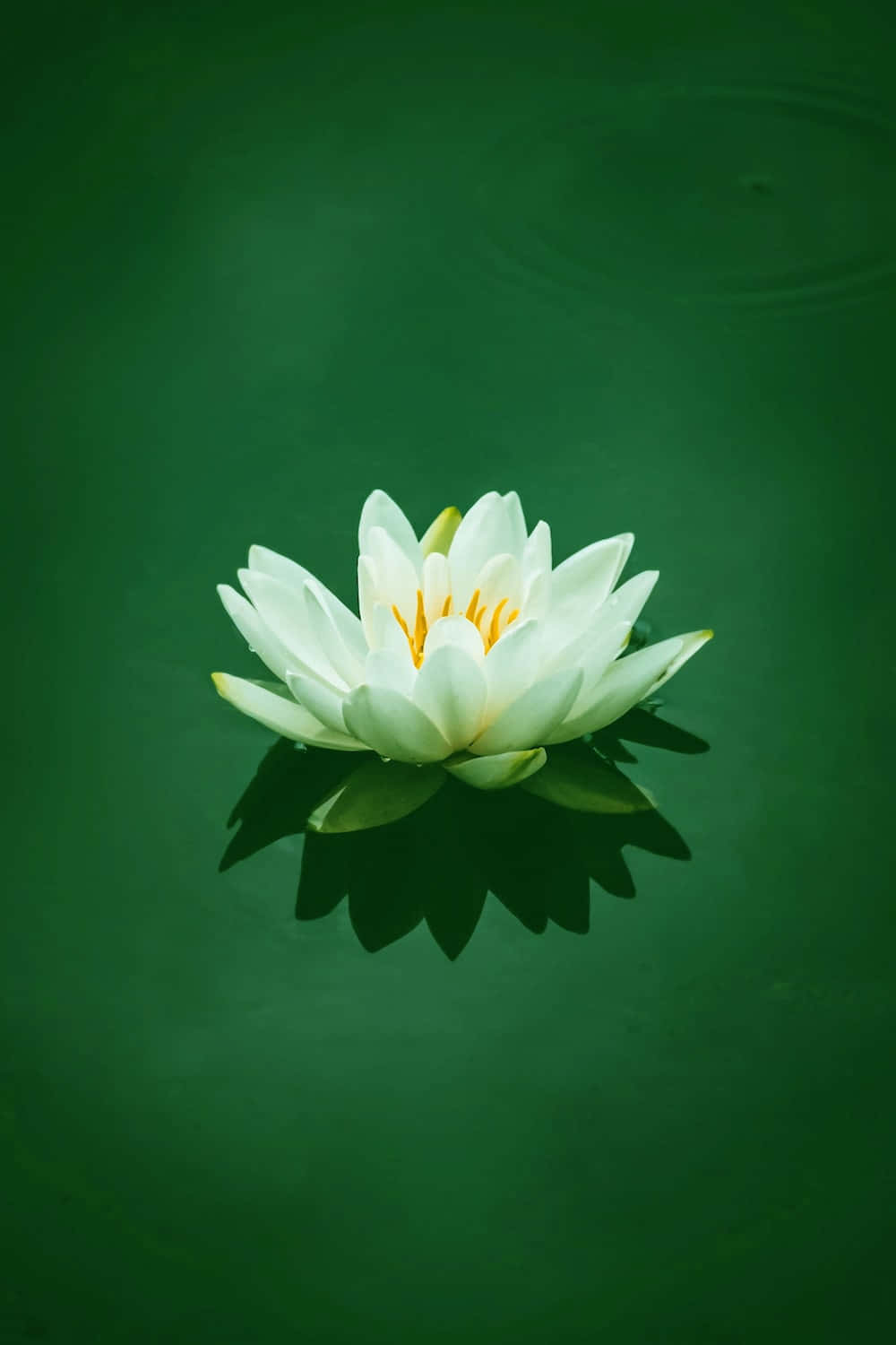 一朵白色蓮花漂浮在綠色池塘中 壁紙