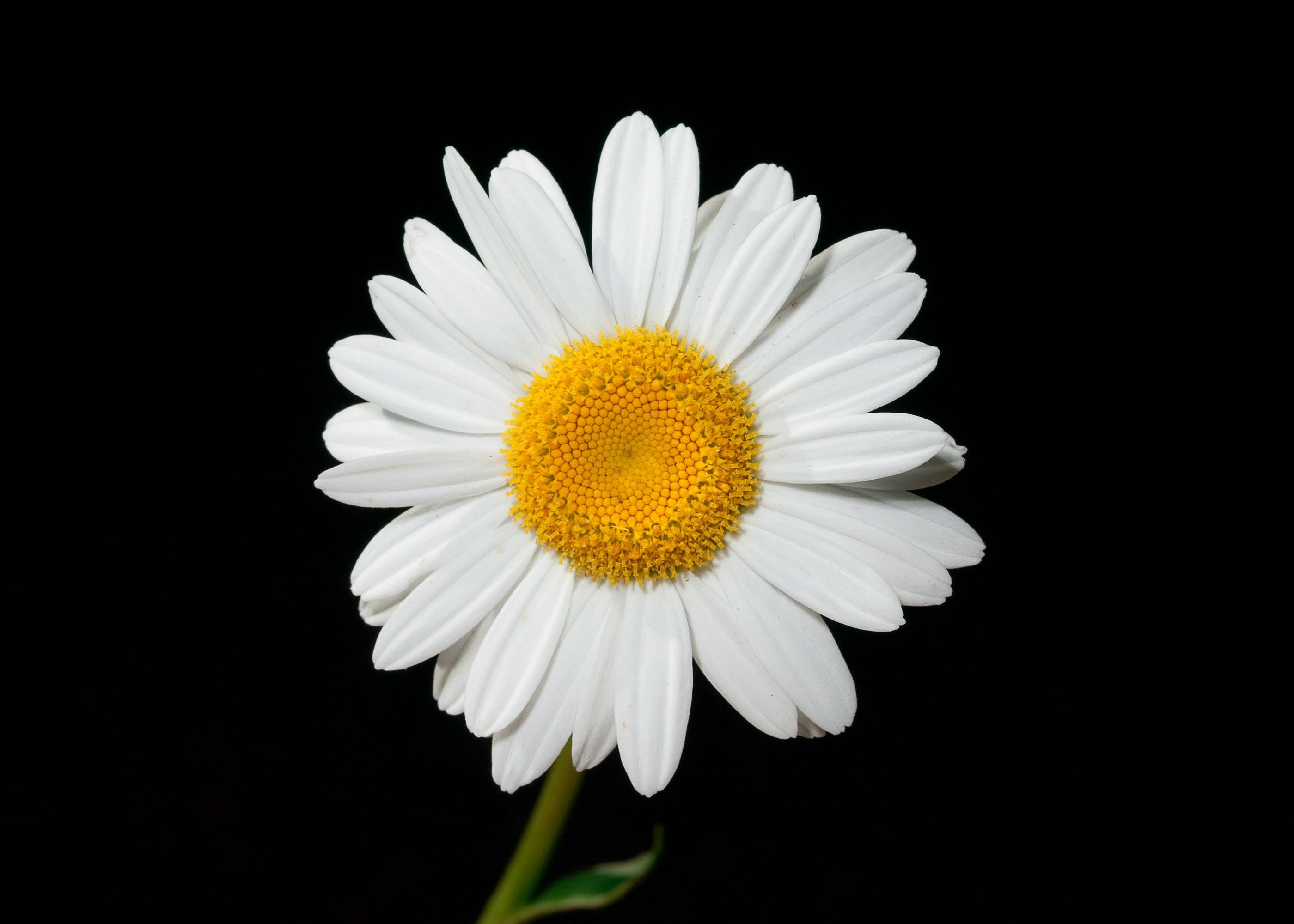flowers 4K 桌布 壁紙 — 一朵白色雛菊，帶有鮮豔的黃色花心，在純黑背景上盛開。