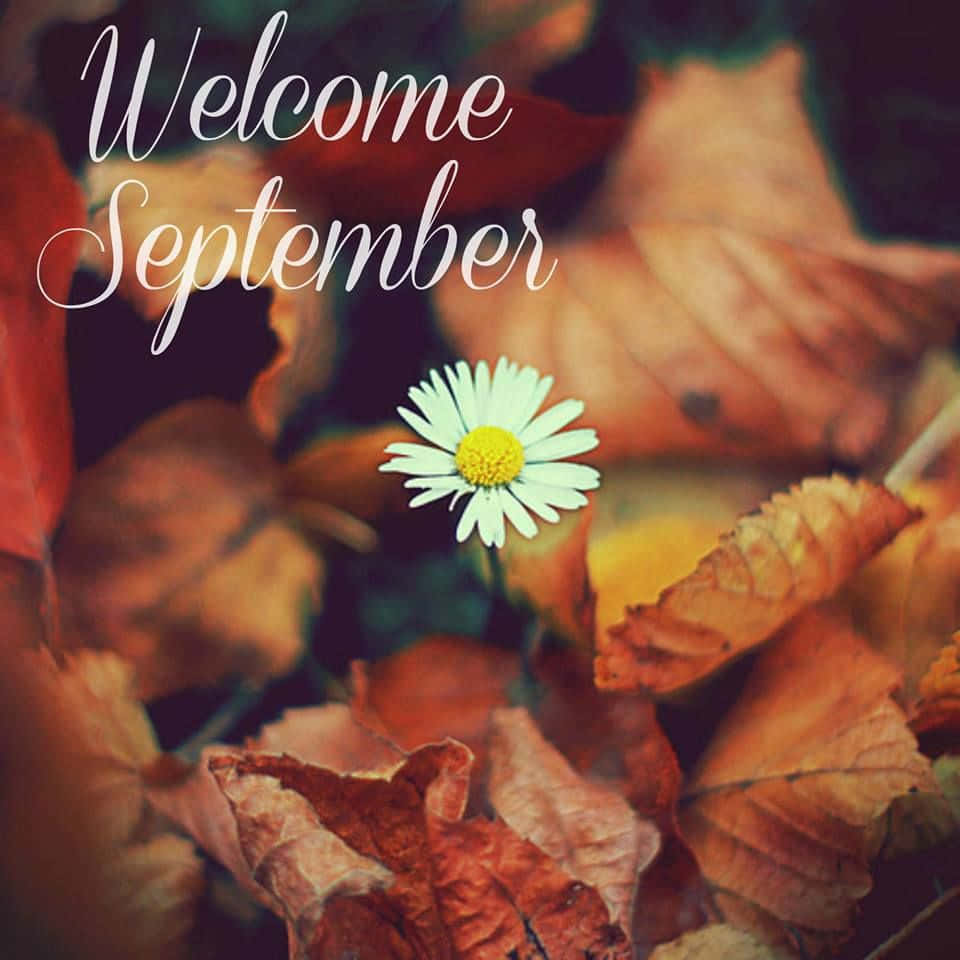 September 桌布 壁紙 — 一朵白色雛菊，黃色花心，在暖色調的秋葉叢中綻放，上方有「Welcome September」字樣。