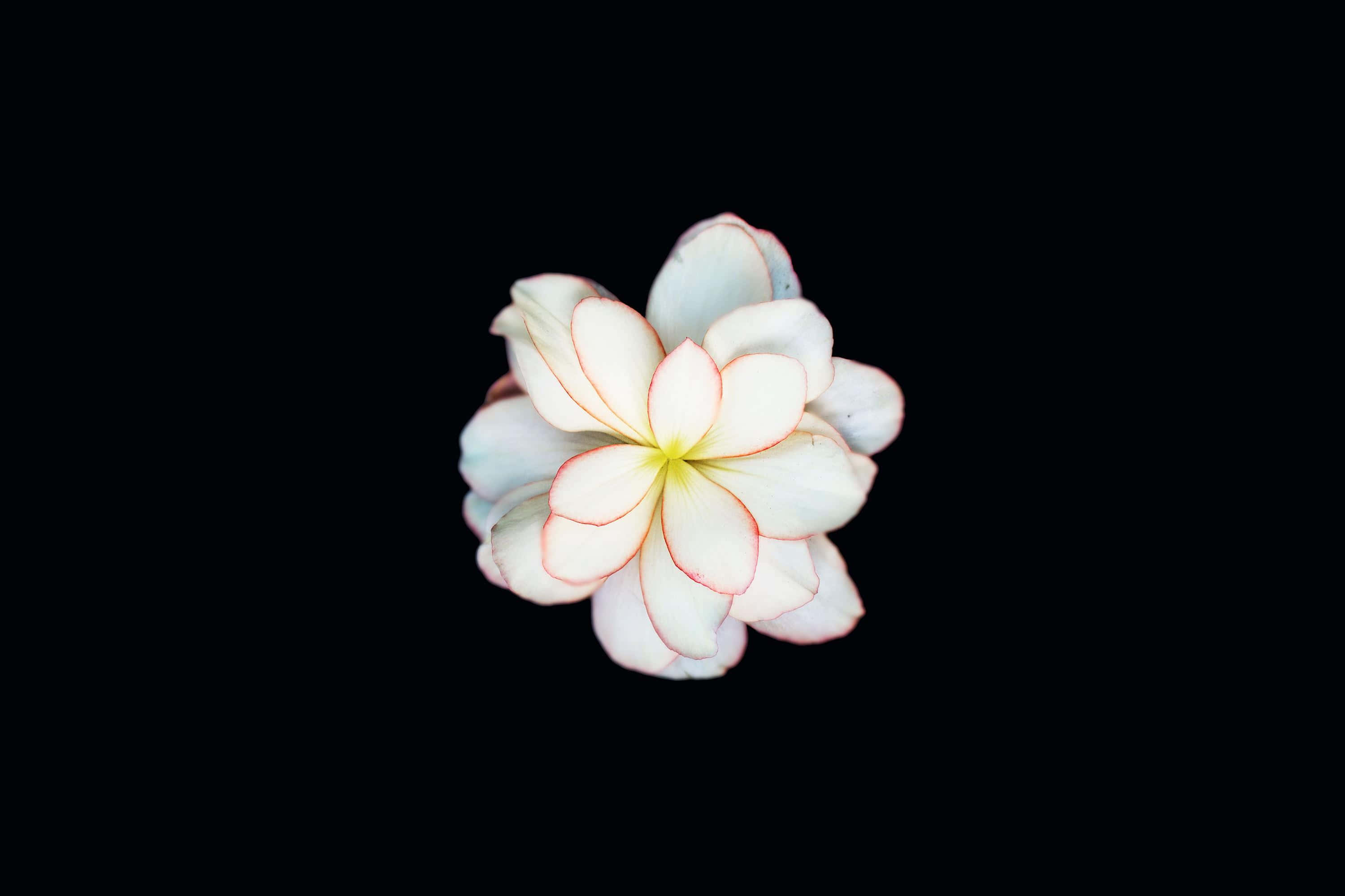 White Flowers 桌布 壁紙 — 一朵白色雞蛋花，花瓣邊緣呈粉紅色，花心黃色，漂浮在純黑色背景上。