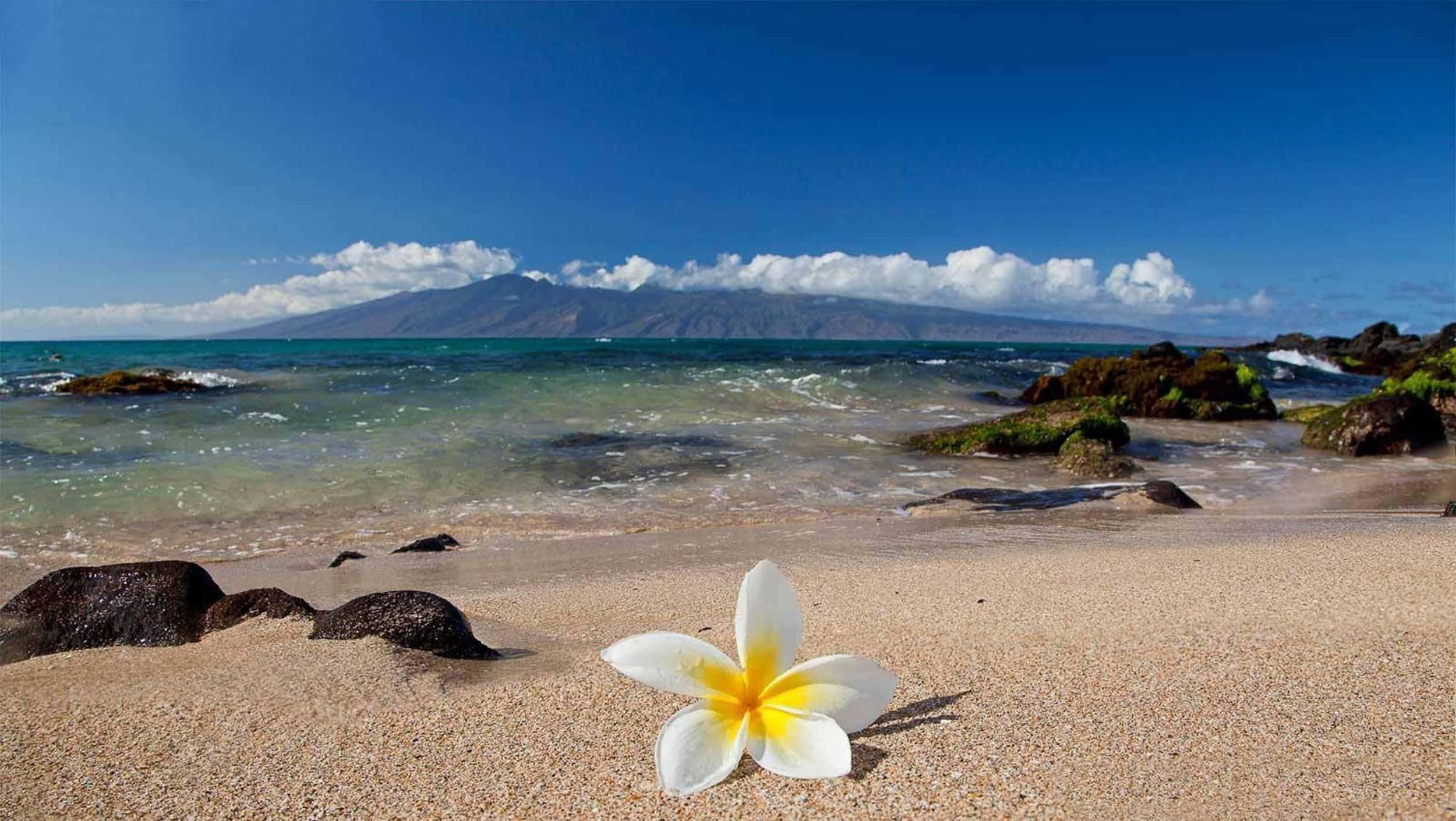 Hawaiian Beach 桌布 壁紙 — 一朵白色雞蛋花落在金色沙灘上，前方是碧綠的海浪拍打著深色火山岩，遠山在明亮的藍天下。