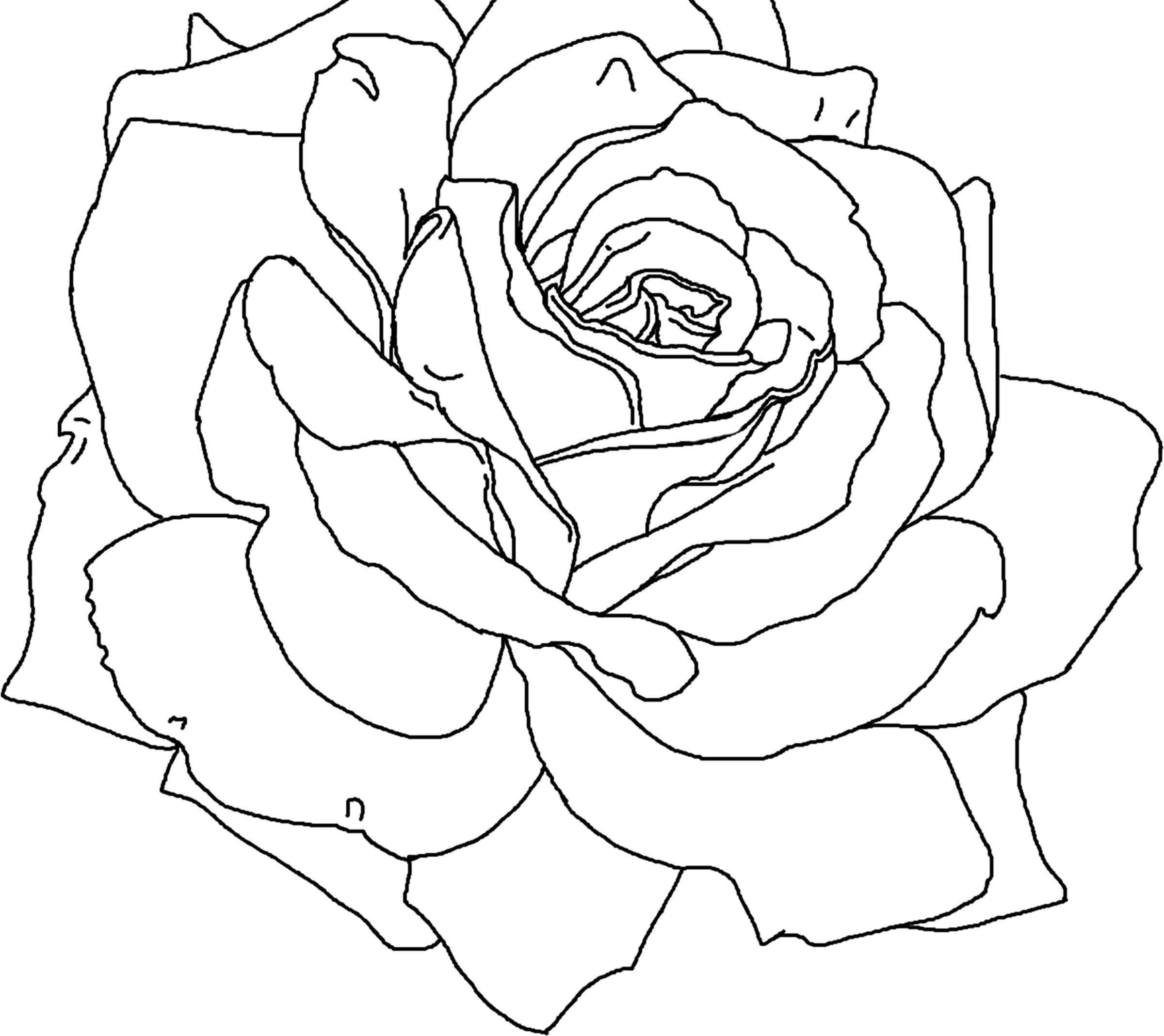 Rose Symbol 桌布 壁紙 — 一朵盛開玫瑰的詳細黑白線條畫，花瓣層層疊疊。
