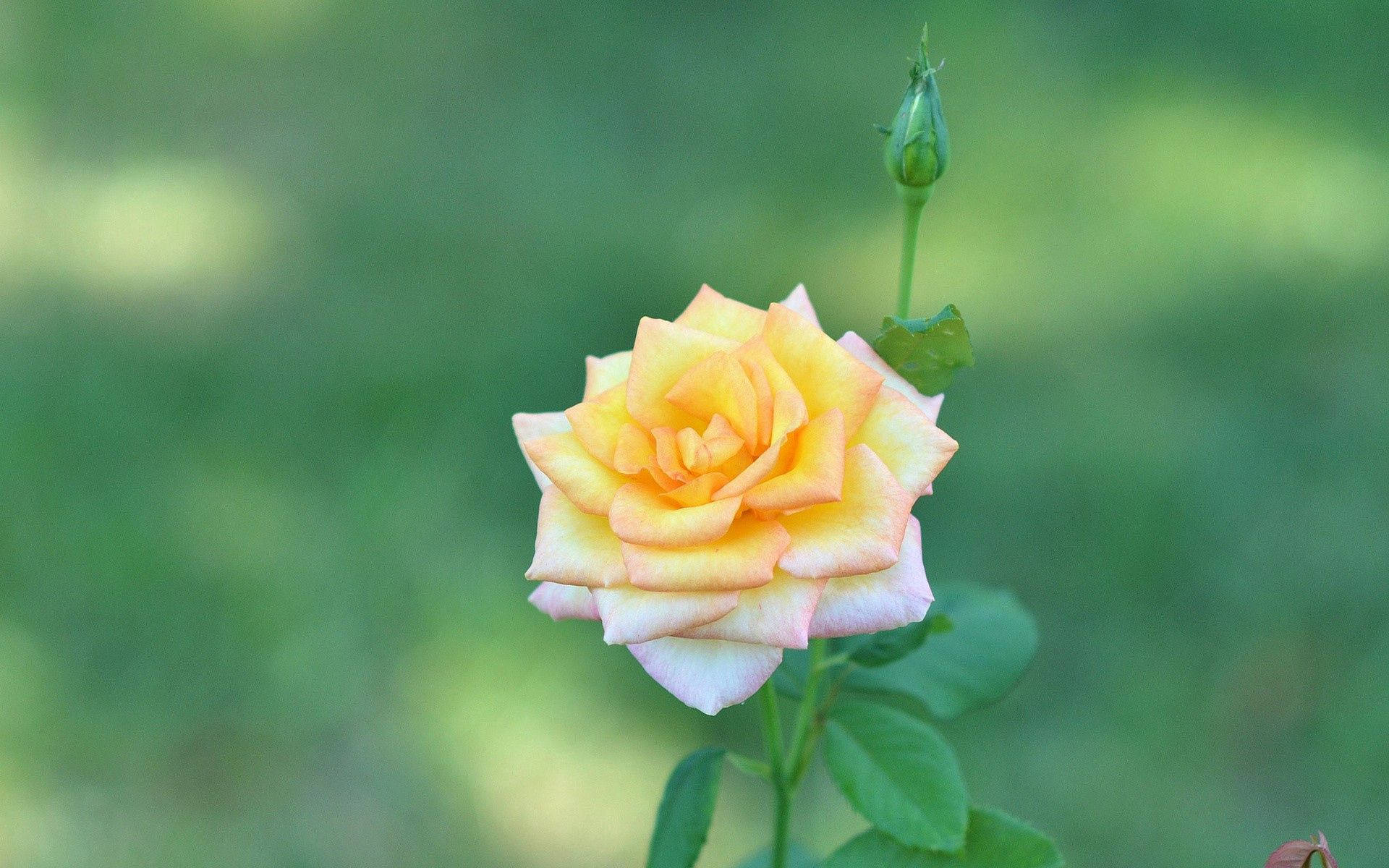Yellow And White Rose 壁紙 — 一朵盛開的嬌嫩黃玫瑰，帶有柔和的粉紅色邊緣，旁邊有一個綠色花蕾，背景是模糊的綠色。