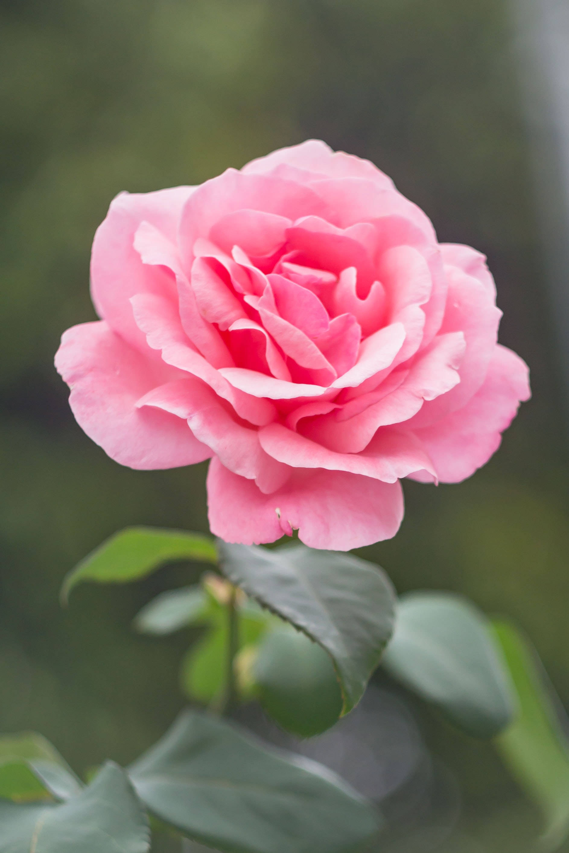 Rose Flower 桌布 壁紙 — 一朵盛開的粉紅色玫瑰，花瓣柔軟層疊，綠葉襯托著模糊的自然背景。