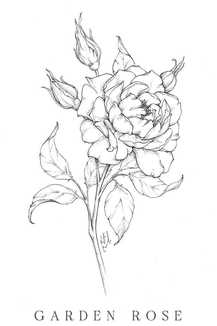 Rose Art 桌布 壁紙 — 一朵盛開的花園玫瑰，帶有花蕾和葉子，在纖細的莖上，精緻的黑白線條畫。