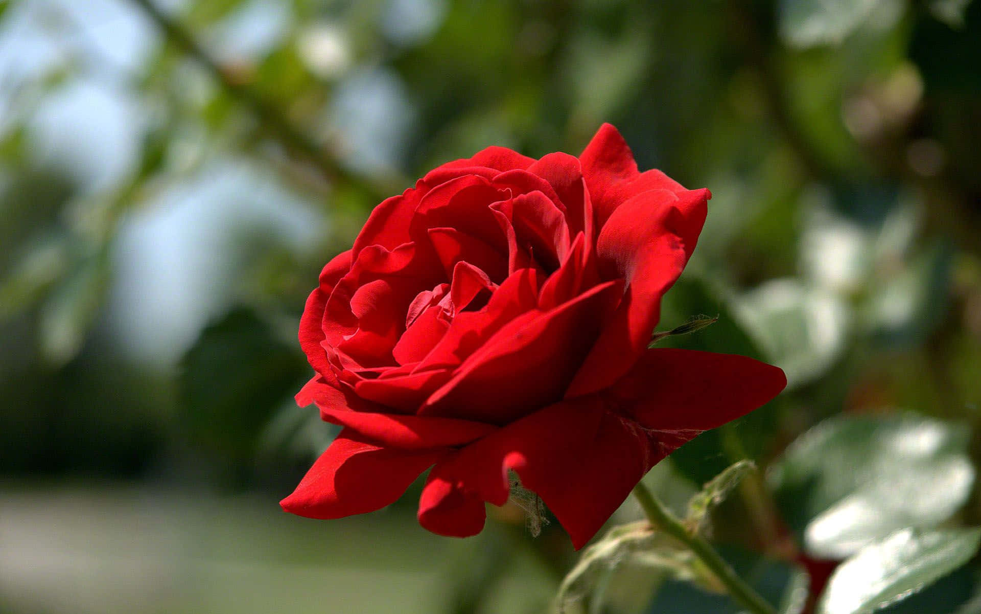 Red Rose 桌布 壁紙 — 一朵盛開的鮮紅玫瑰，帶有精緻的花瓣和柔和的綠色背景。