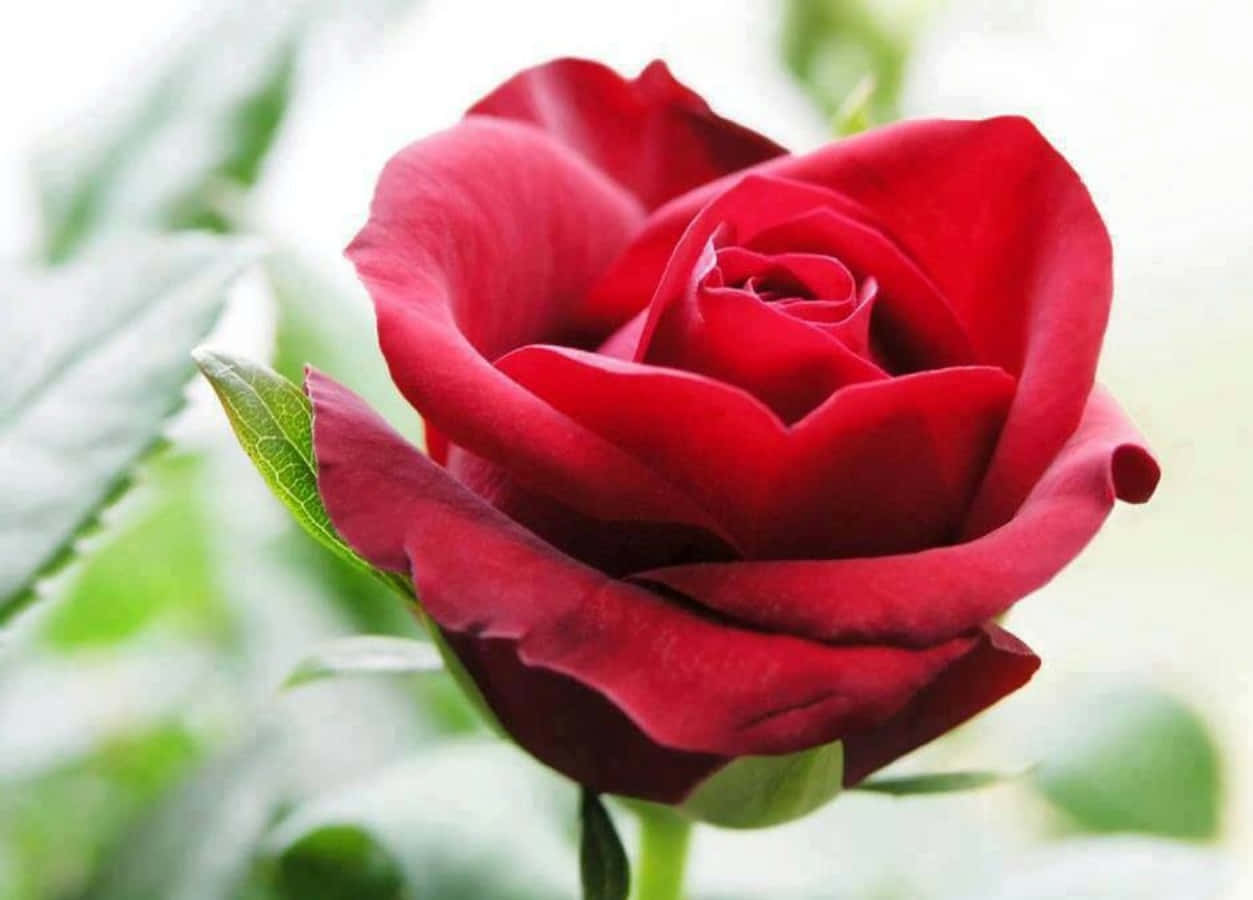 Beautiful Rose 桌布 壁紙 — 一朵盛開的鮮紅玫瑰，背景中茂密的綠葉柔和地模糊。