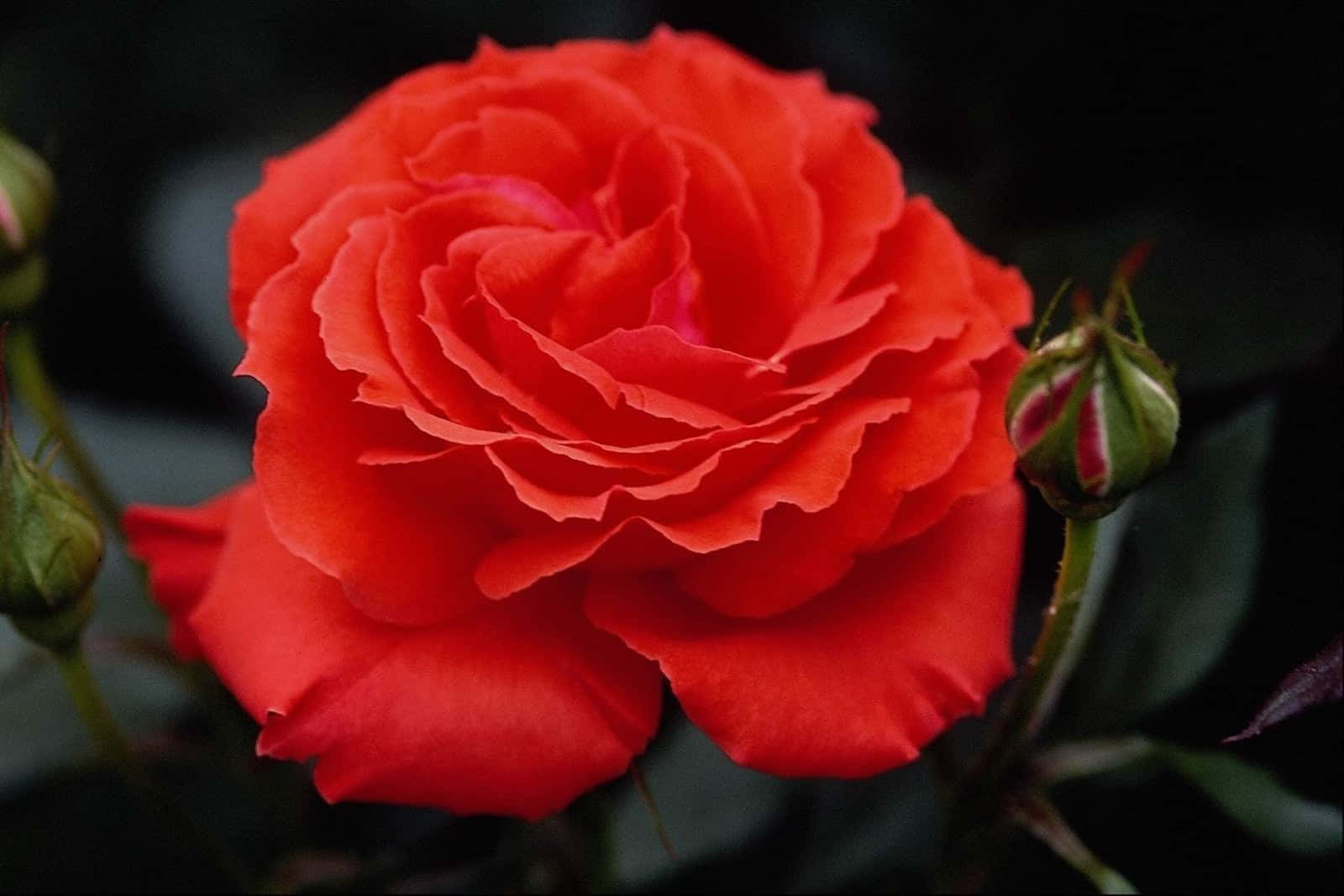 Beautiful Rose 桌布 壁紙 — 一朵盛開的鮮紅玫瑰，花瓣層層疊疊，帶有深綠色花蕾，背景是模糊的黑色。