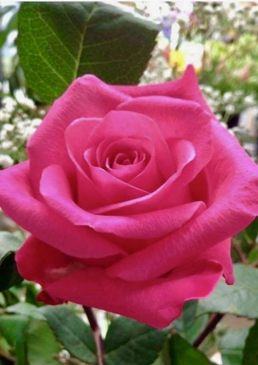 Beautiful Rose 桌布 壁紙 — 一朵盛開的鮮豔粉紅玫瑰，搭配茂盛的綠葉和柔和背景花卉。