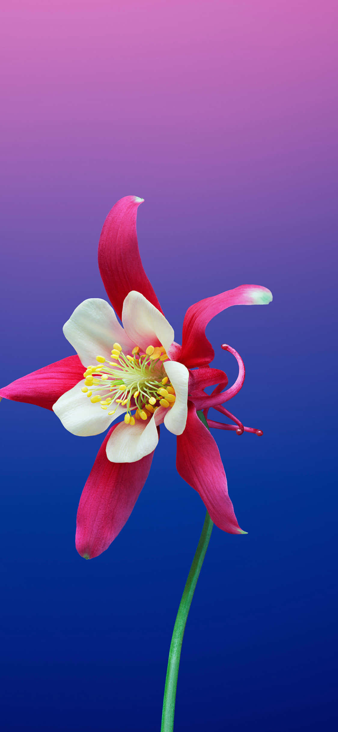 一朵粉白相間花心的花朵 壁紙