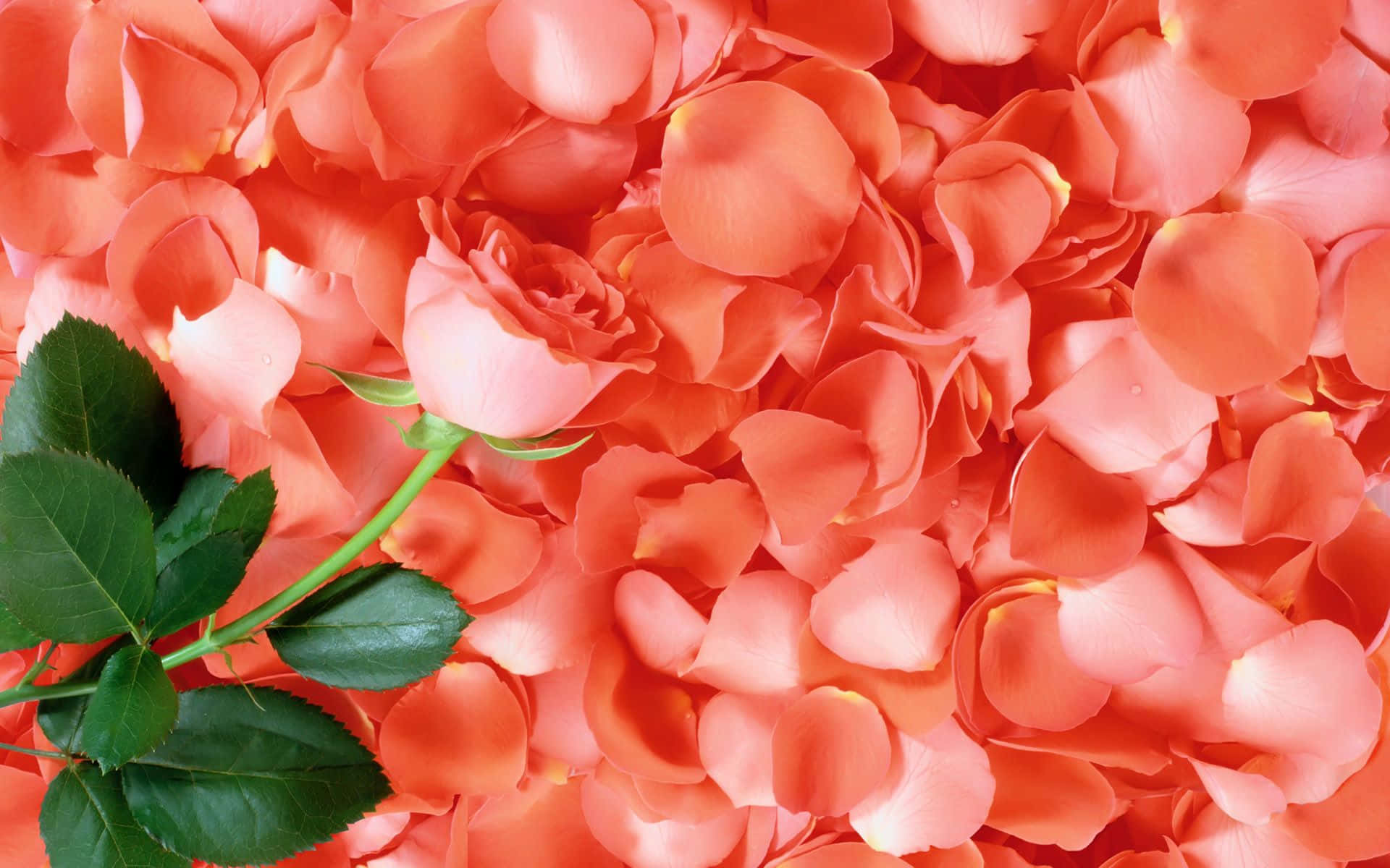 Rose Petal 桌布 壁紙 — 一朵粉紅玫瑰蓓蕾，帶有綠色莖葉，從珊瑚色玫瑰花瓣海中浮現。
