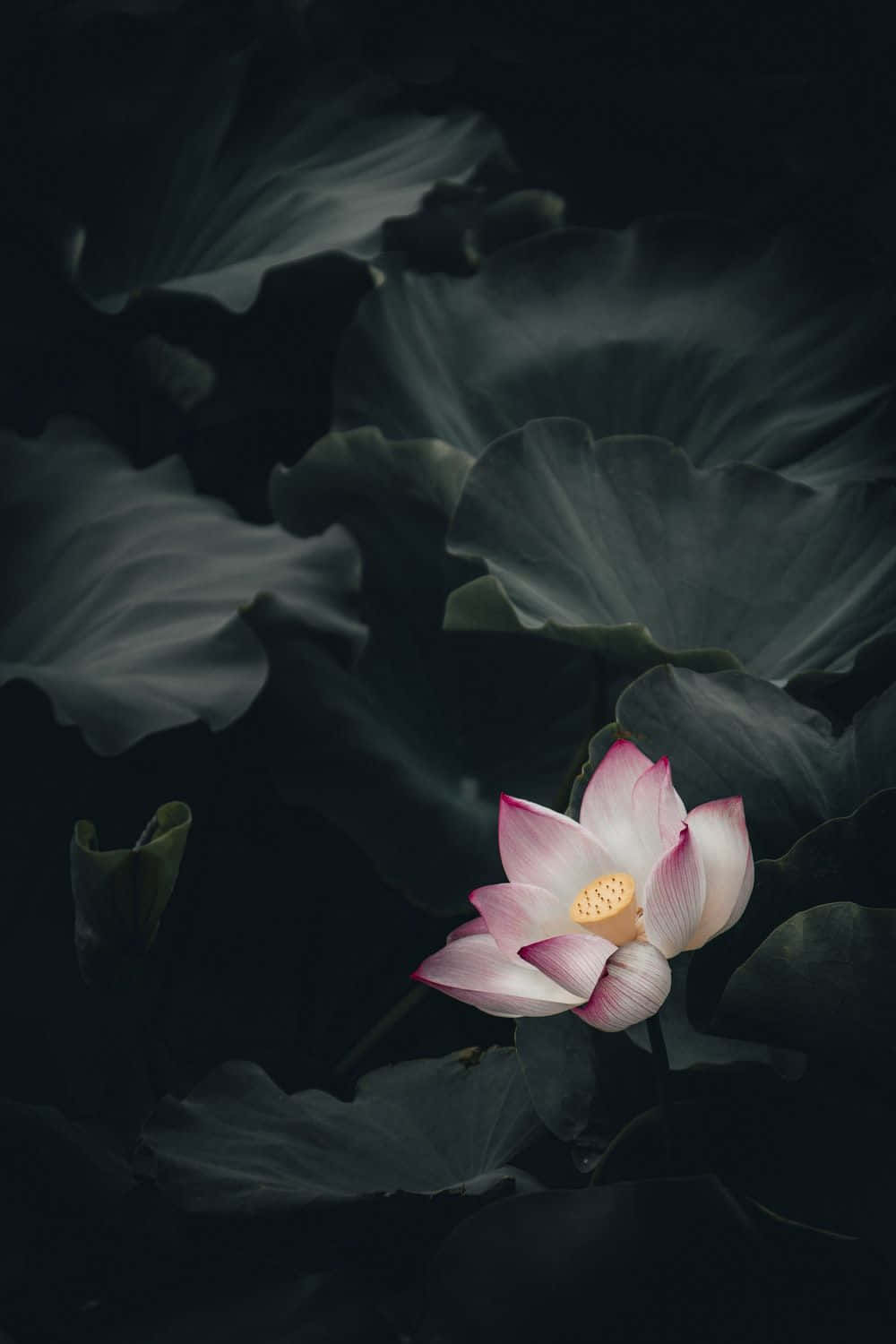 蓮花 桌布 壁紙 — 一朵粉紅色的蓮花在寧靜的池塘中，以黑暗、陰影的睡蓮葉為背景，柔和地綻放。