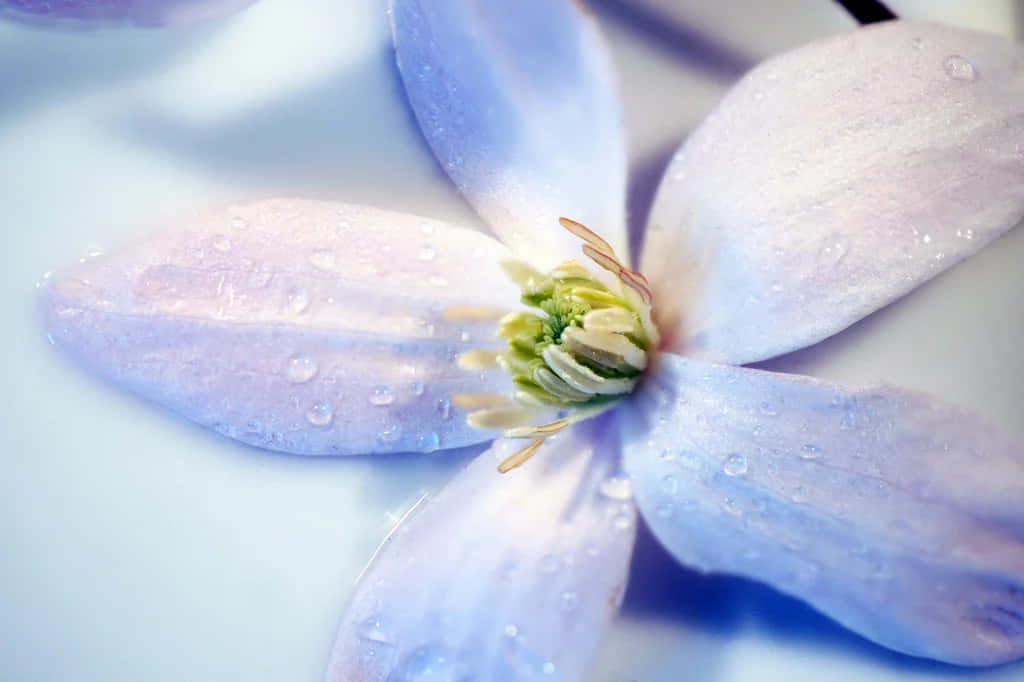 Periwinkle Blue 桌布 壁紙 — 一朵精緻淺紫色花朵的特寫，柔軟花瓣上閃爍著露珠，背景為模糊的白色。