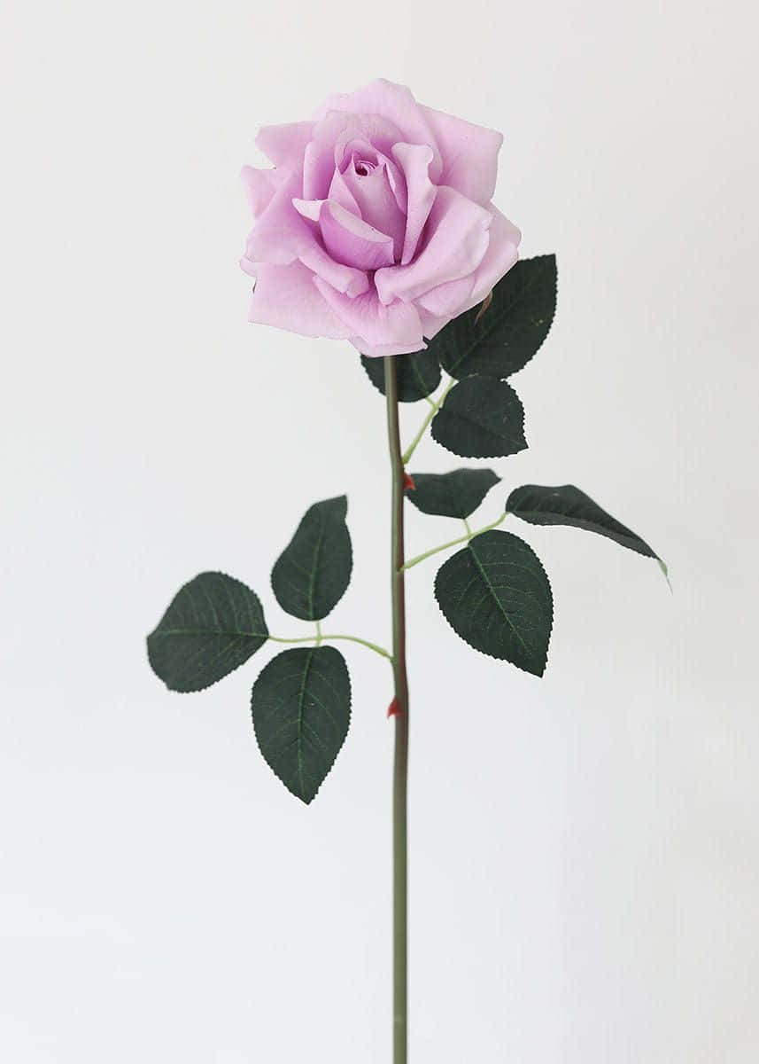 Single Rose 桌布 壁紙 — 一朵精緻的淡紫色玫瑰，配以深綠色葉子，在純白背景上高高聳立。