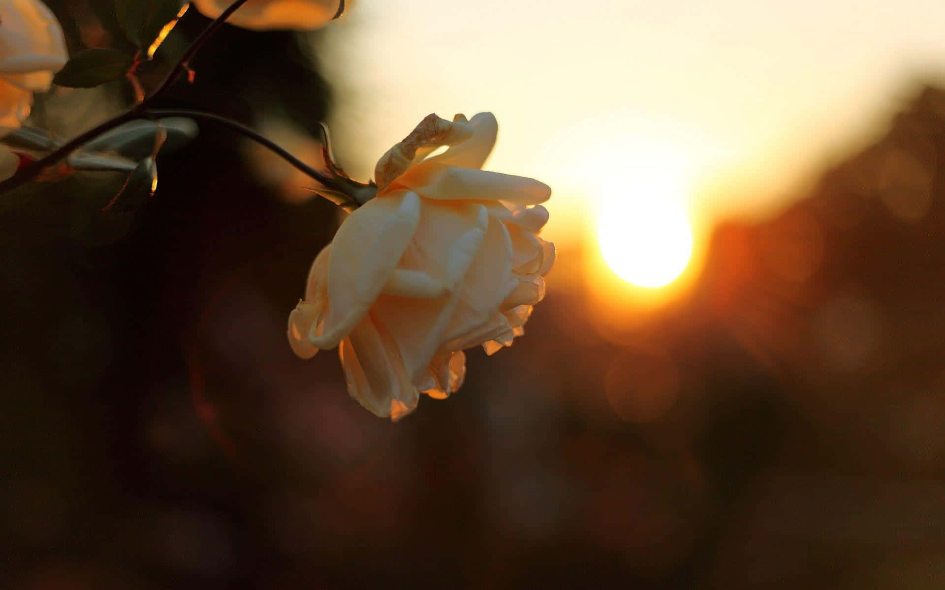 Peony 桌布 壁紙 — 一朵精緻的白玫瑰在溫暖的金色夕陽下綻放，背景柔和散景。