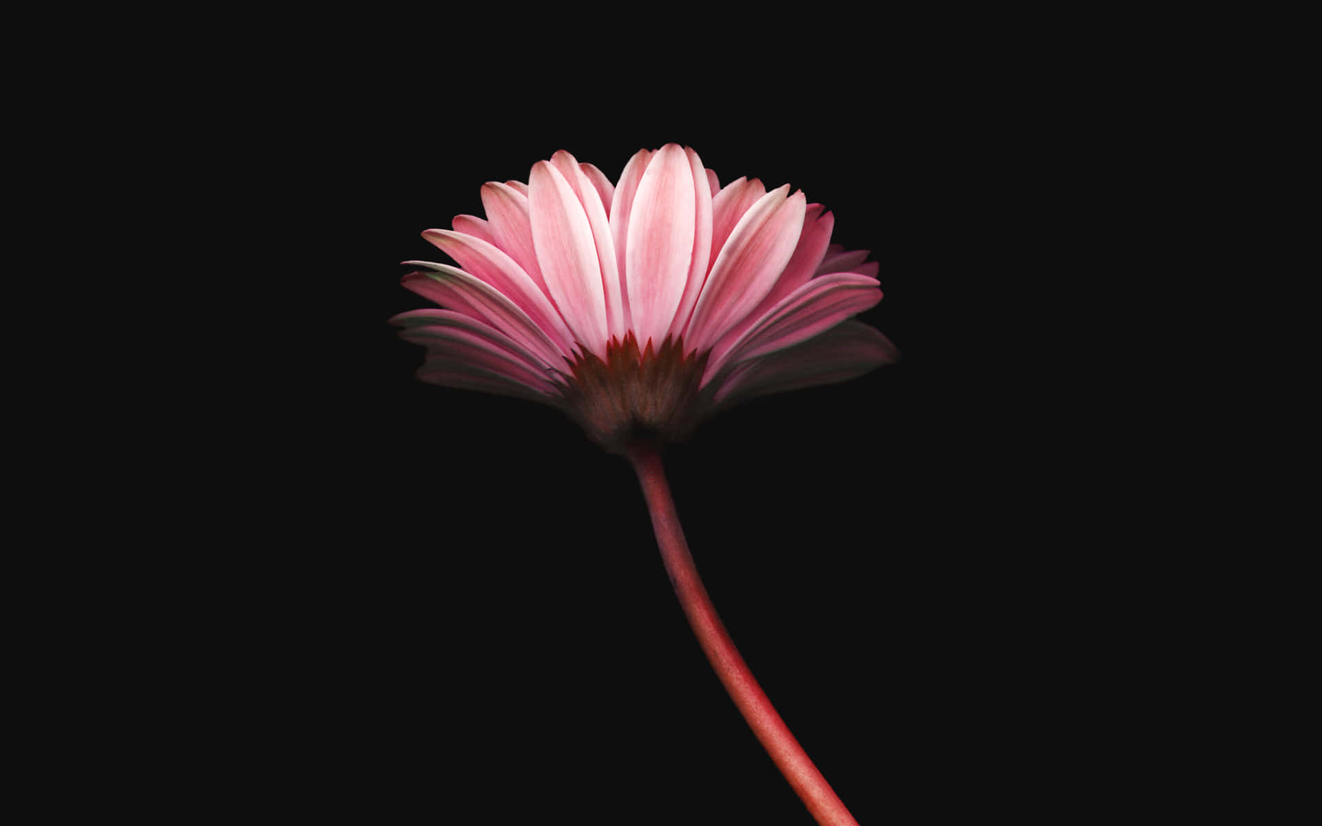 一朵粉紅色雛菊，紅色莖部，黑色背景。