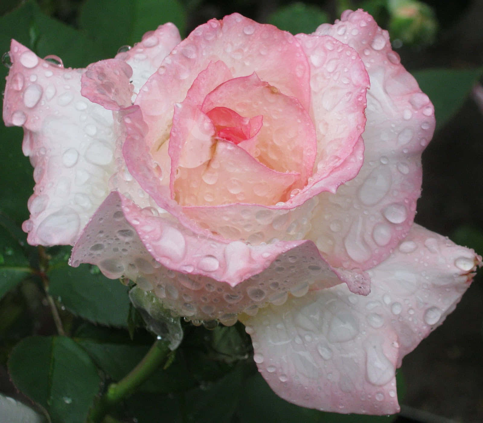 Rose In Rain 桌布 壁紙 — 一朵精緻的粉白玫瑰在柔和的綠色葉子背景下閃爍著露珠。