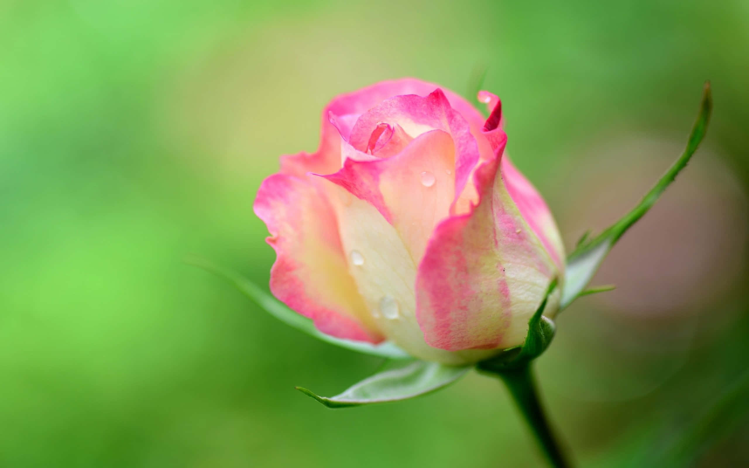 Beautiful Rose 桌布 壁紙 — 一朵精緻的粉紅和奶油色玫瑰花蕾在柔和的綠色模糊背景上閃爍著露珠。