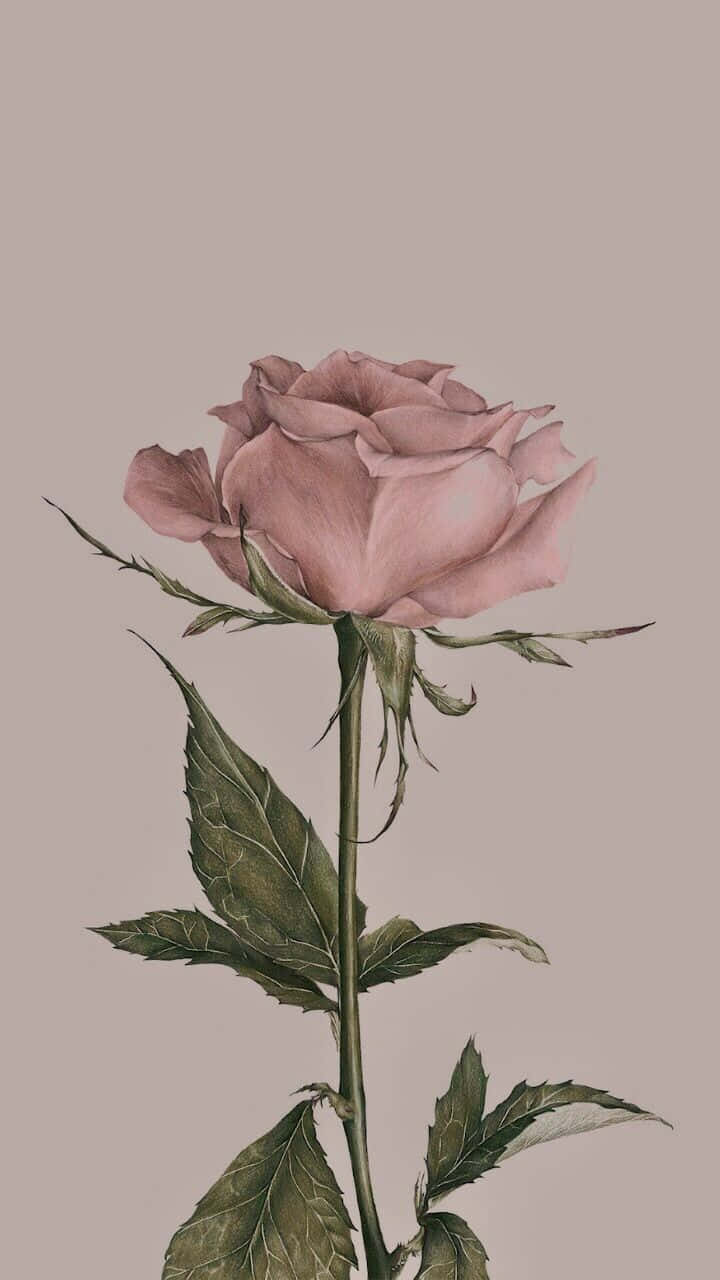 Vintage Rose 桌布 壁紙 — 一朵精緻的粉紅玫瑰，帶有綠色莖和葉子，以柔和的水彩風格立在淡米色背景前。