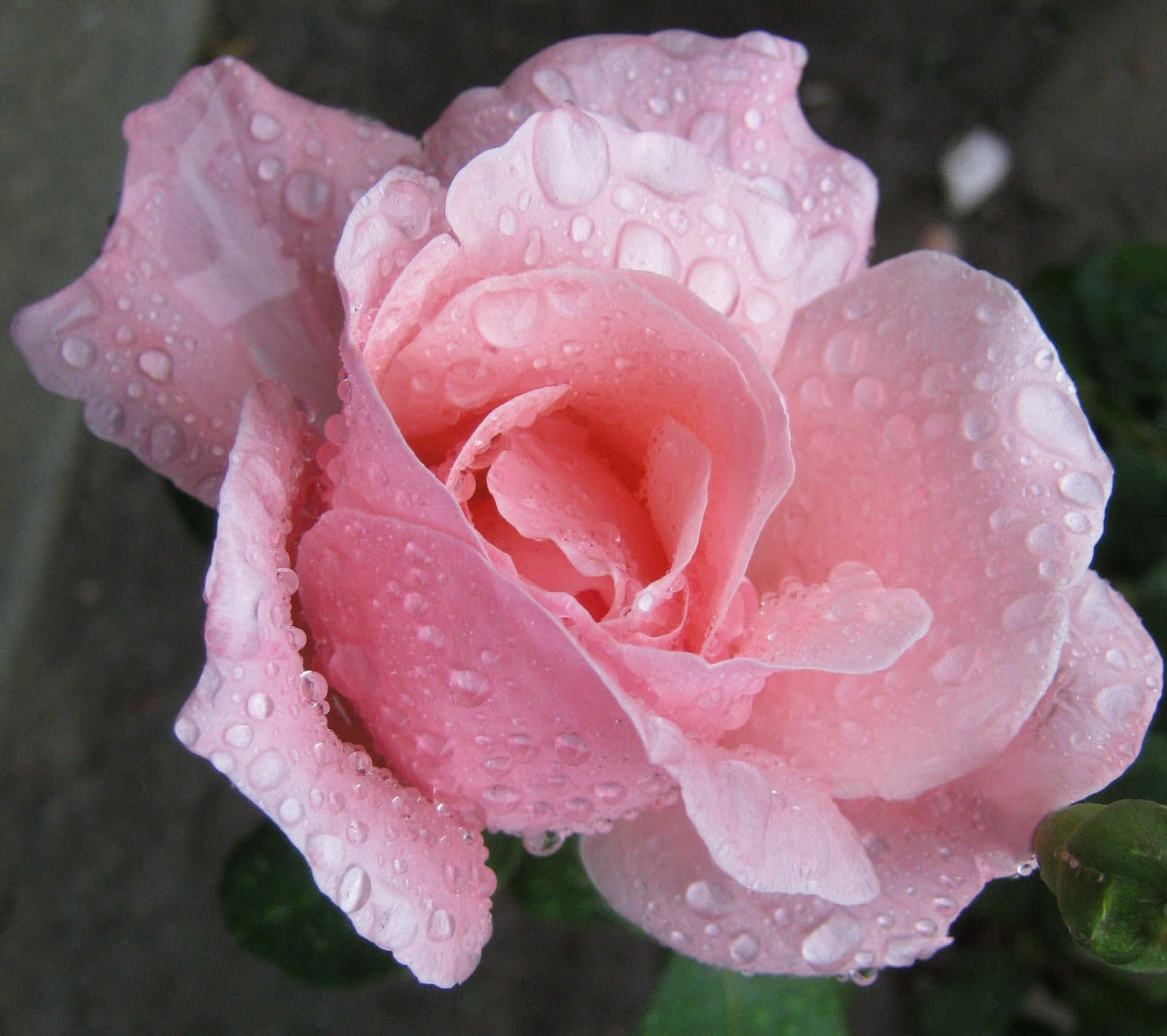 Rose In Rain 桌布 壁紙 — 一朵精緻的粉紅玫瑰在柔和模糊的花園背景下閃爍著露珠。