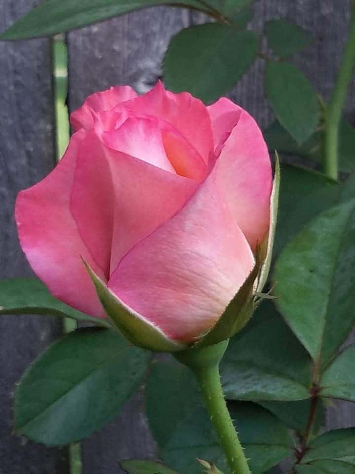 Single Rose 桌布 壁紙 — 一朵精緻的粉紅玫瑰蓓蕾，帶有柔和漸變花瓣和綠葉，背景是風化的木柵欄。