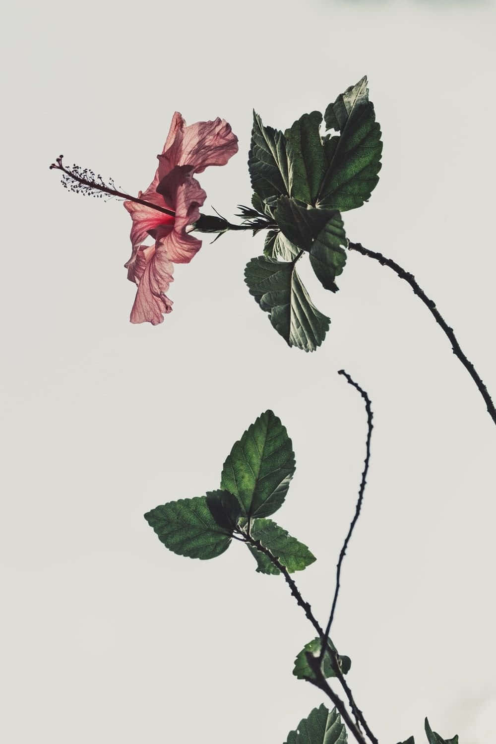 90's Vintage Retro Aesthetic 桌布 壁紙 — 一朵精緻的粉紅色芙蓉花，搭配深綠色葉子，在柔和的中性背景上優雅彎曲。
