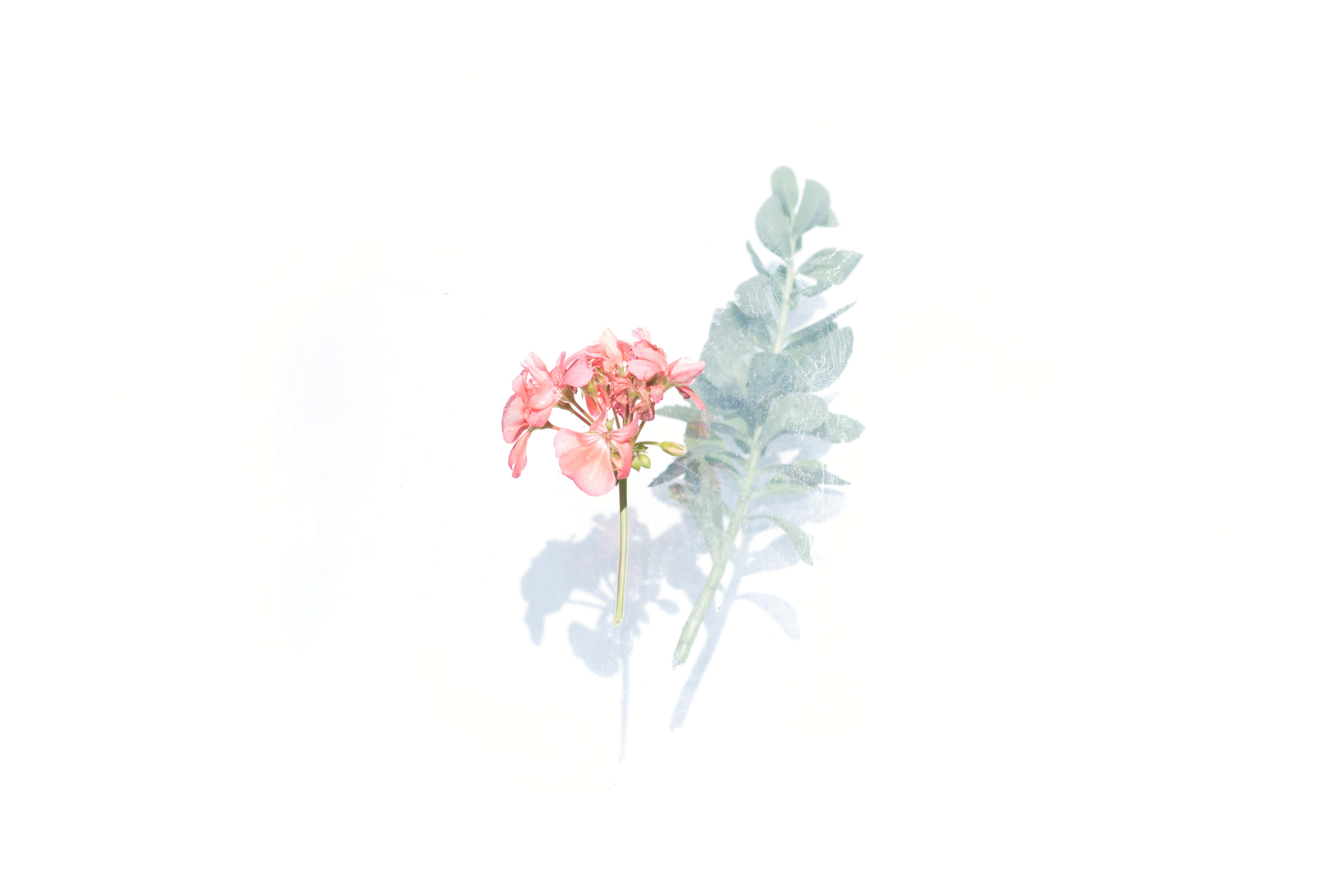 Watercolor Floral 桌布 壁紙 — 一朵精緻的粉紅色花朵，配以綠色葉子，在明亮的白色背景上投下柔和的陰影。