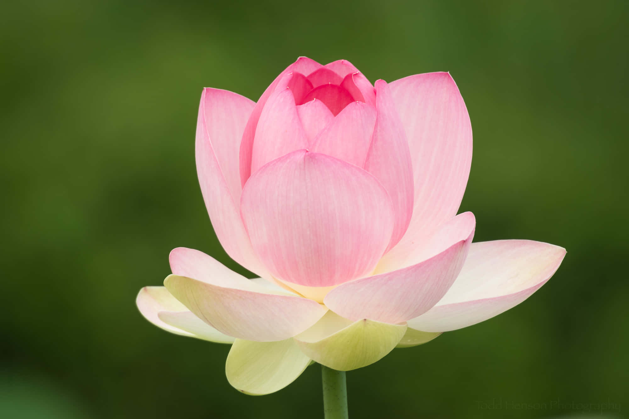 Blooming Flowers 桌布 壁紙 — 一朵精緻的粉紅色蓮花在模糊的綠色背景下輕輕綻放。