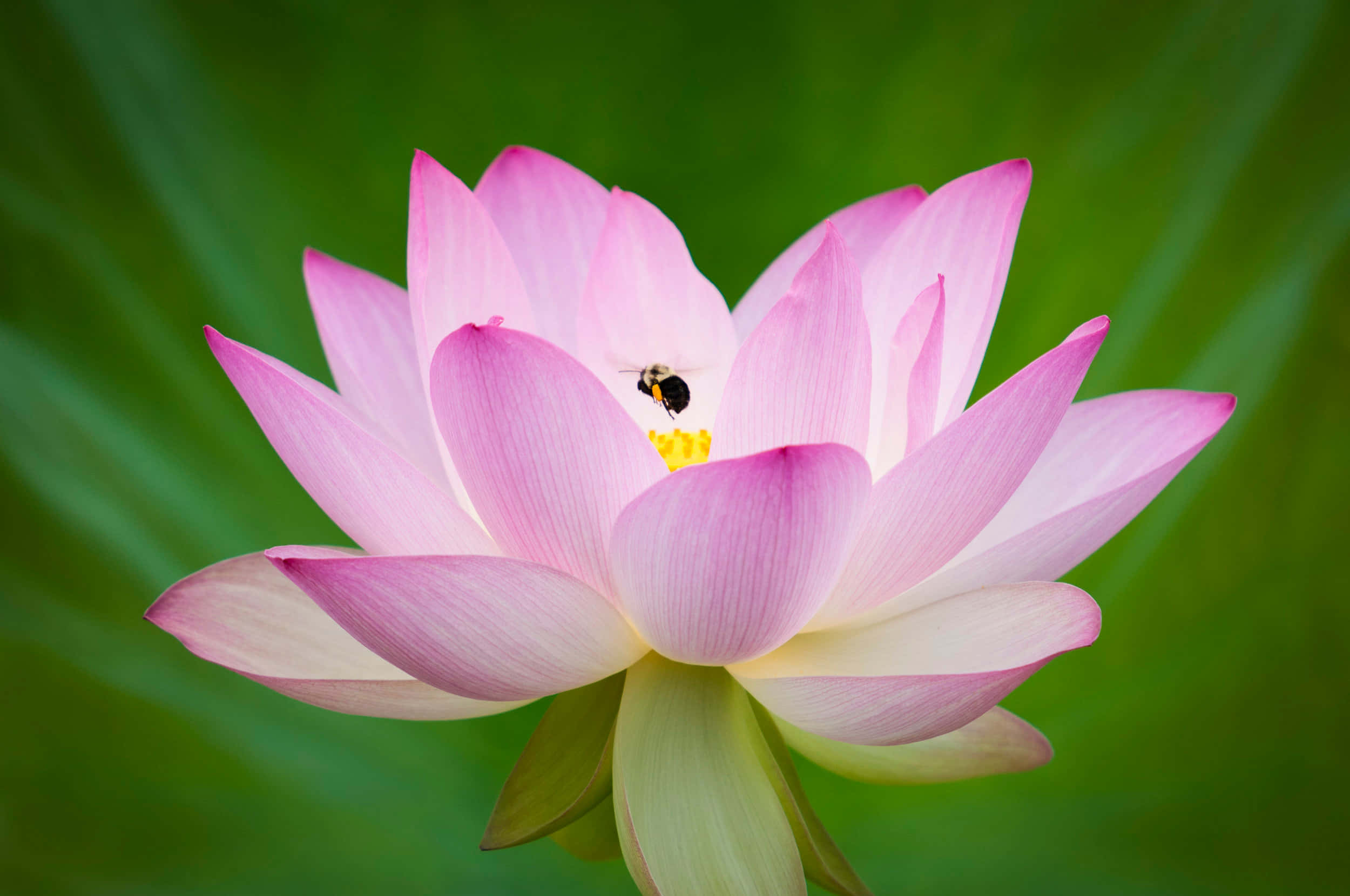 Blooming Flowers 桌布 壁紙 — 一朵精緻的粉紅色蓮花盛開，一隻小蜜蜂在黃色花心附近盤旋，背景是柔和的綠色。