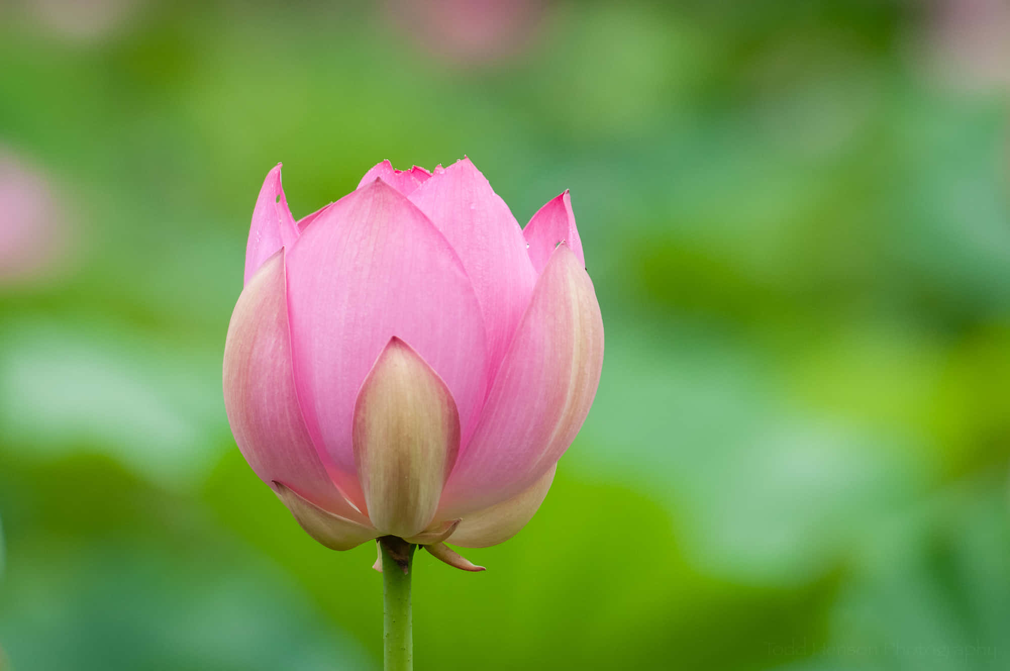Blooming Flowers 桌布 壁紙 — 一朵精緻的粉紅色蓮花蕾在池塘葉子的柔和綠色模糊背景下展開。