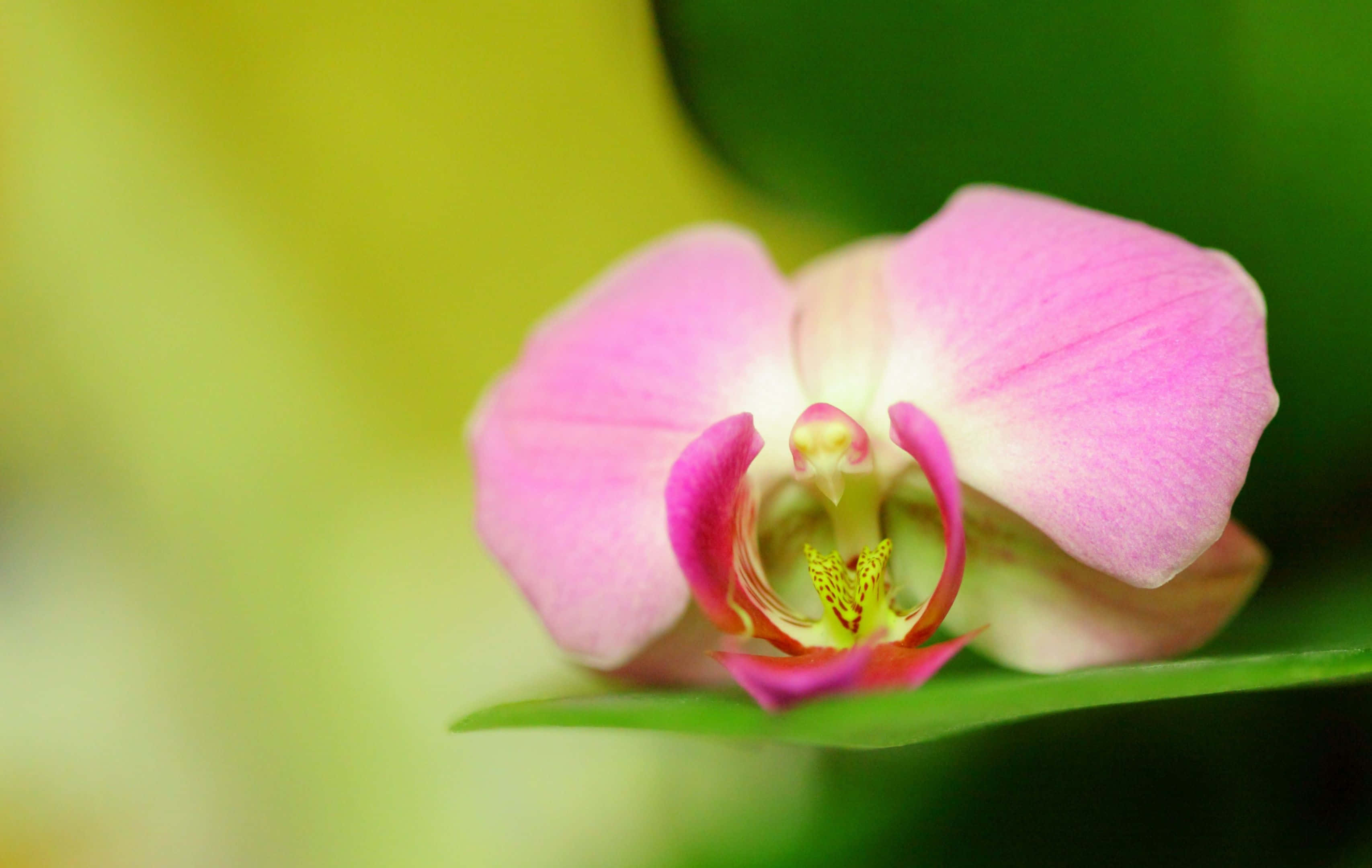 Orchids 桌布 壁紙 — 一朵精緻的粉紅色蘭花在模糊的綠色和黃色背景上柔和地綻放。