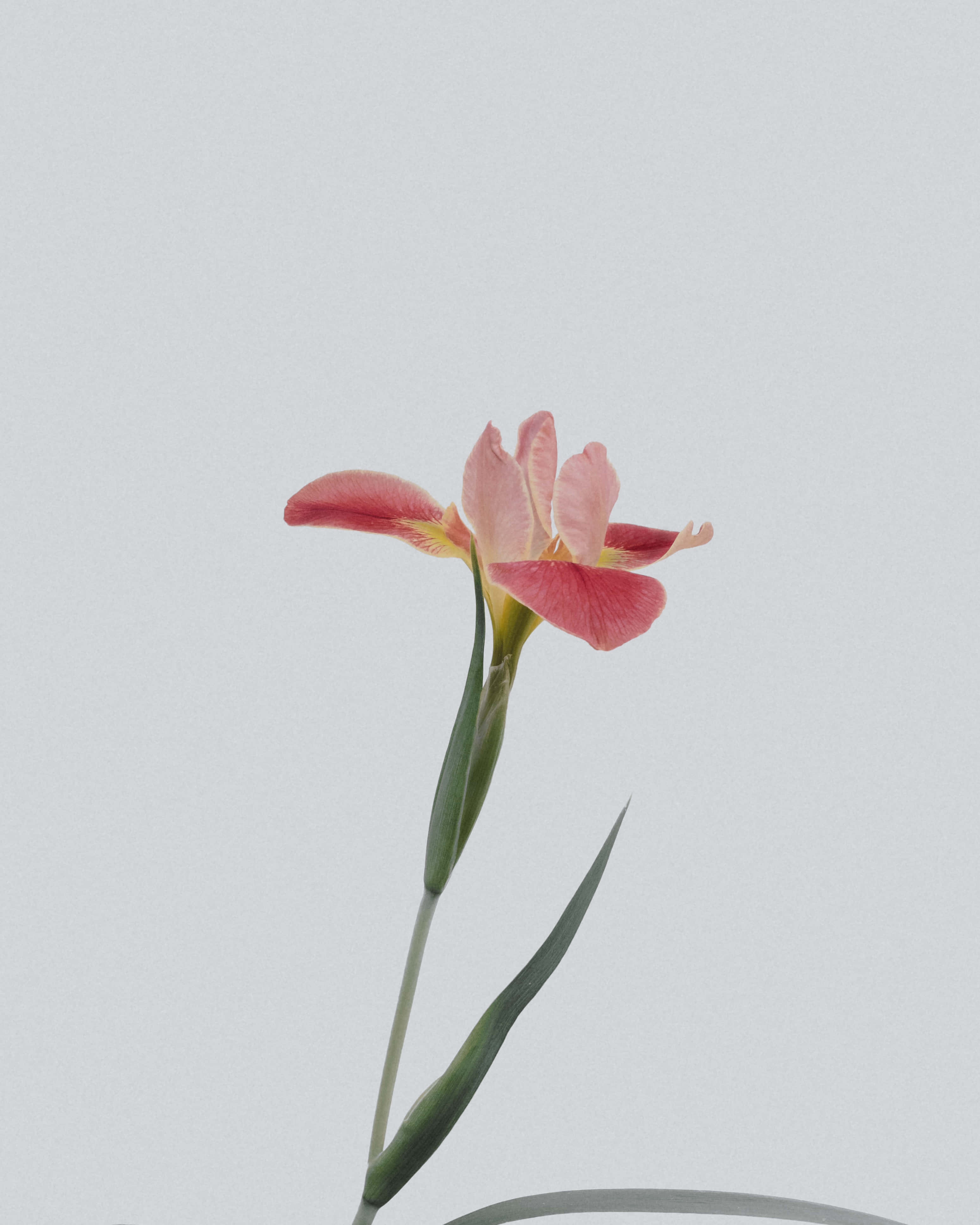 Flower Phone 桌布 壁紙 — 一朵精緻的粉紅色鳶尾花，帶有綠色莖和葉子，立在柔和的灰色背景前。