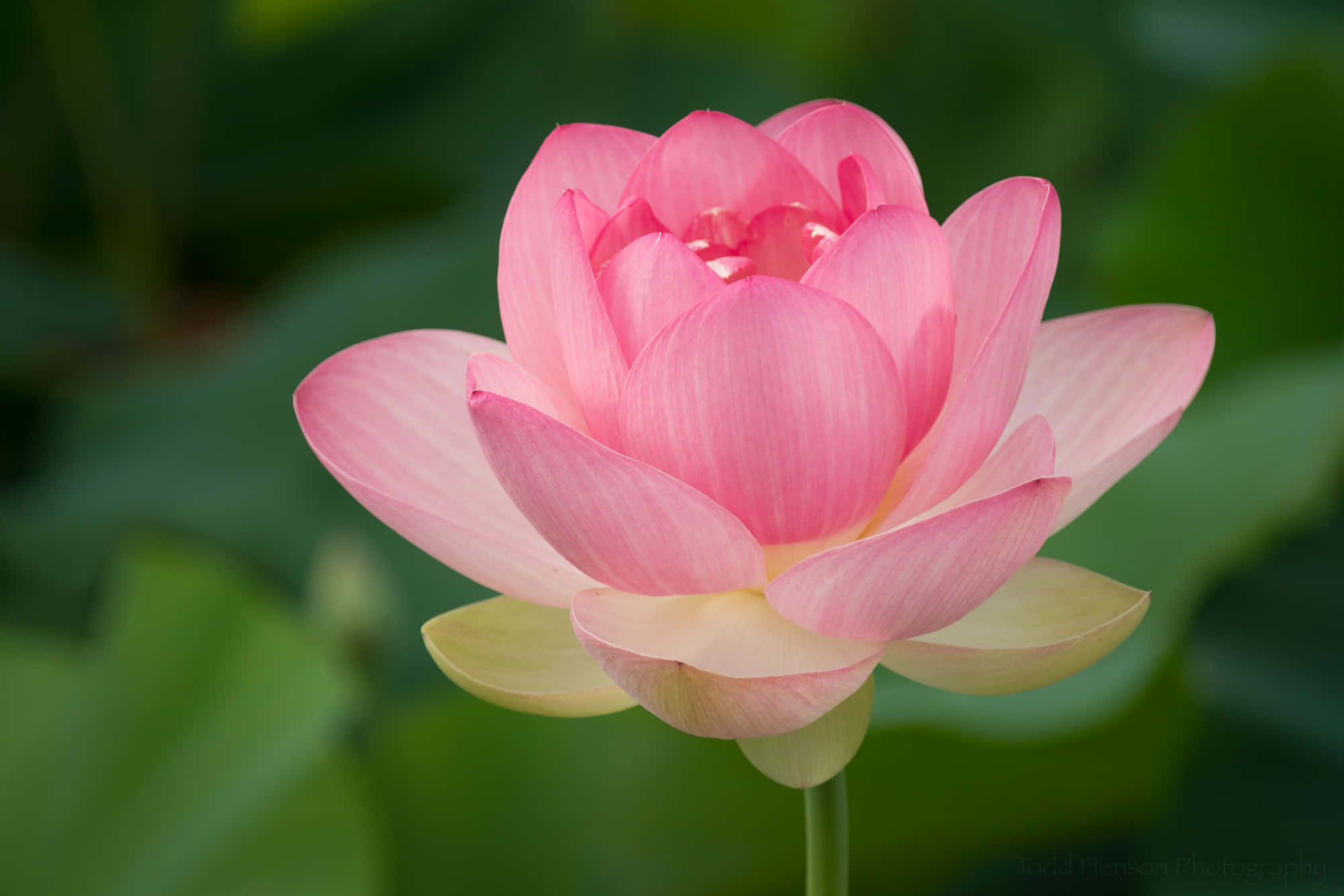 Blooming Flowers 桌布 壁紙 — 一朵精緻的粉紅蓮花在柔和的綠色背景下優雅地綻放。