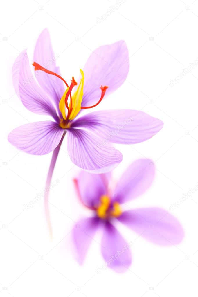 Saffron 桌布 壁紙 — 一朵精緻的紫色番紅花，帶有紅色柱頭和黃色中心，矗立在純白背景上柔和模糊的倒影之上。