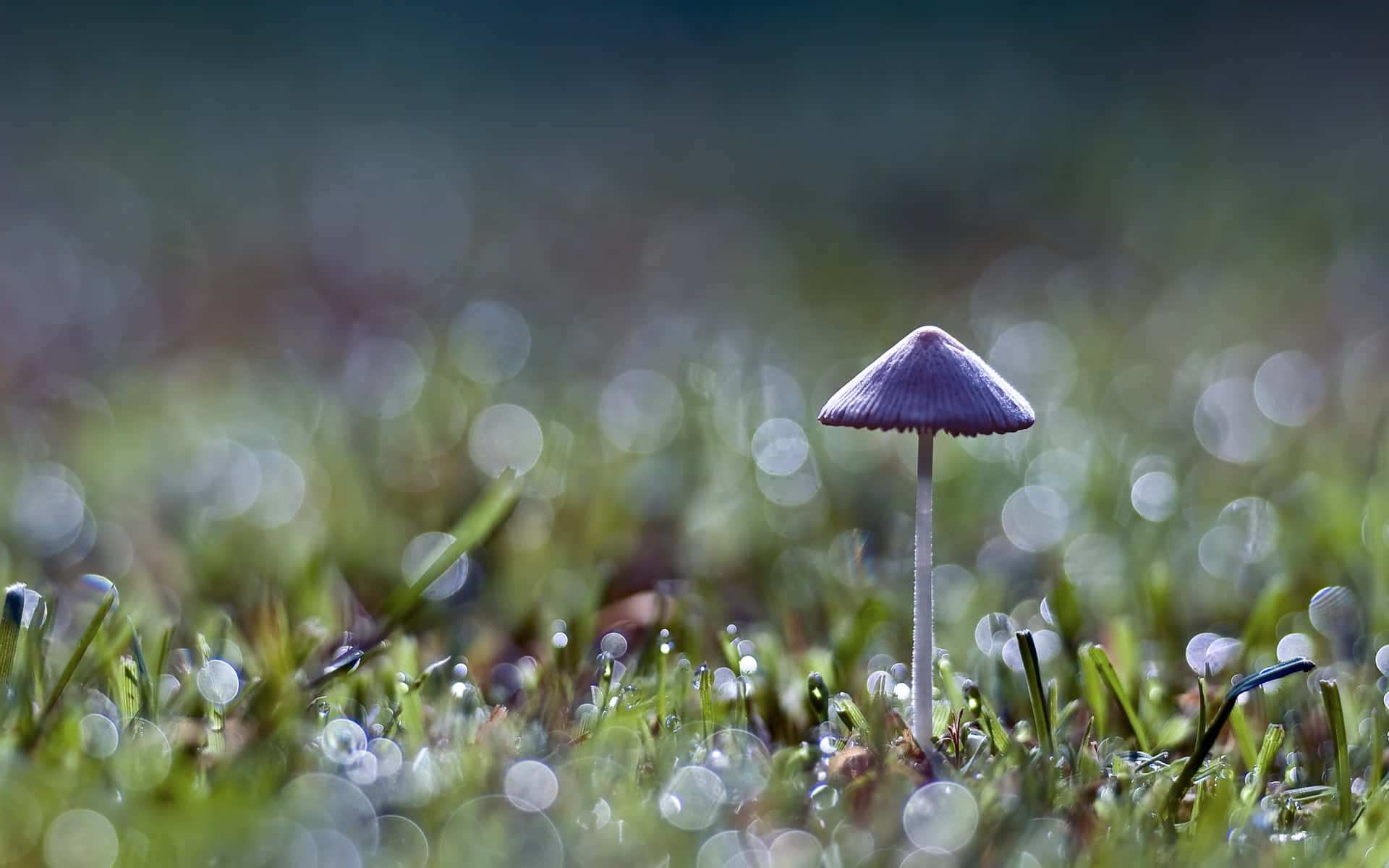 Kawaii Mushroom 桌布 壁紙 — 一朵精緻的紫色蘑菇矗立在沾滿露水的草地上，背景是柔和的散景效果。