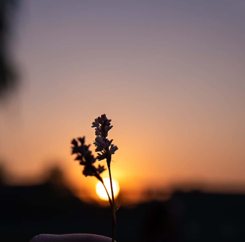 Sunset Photography 桌布 壁紙 — 一朵精緻的花卉剪影，映襯著溫暖的日落天空，散發著橙色和紫色的光芒。
