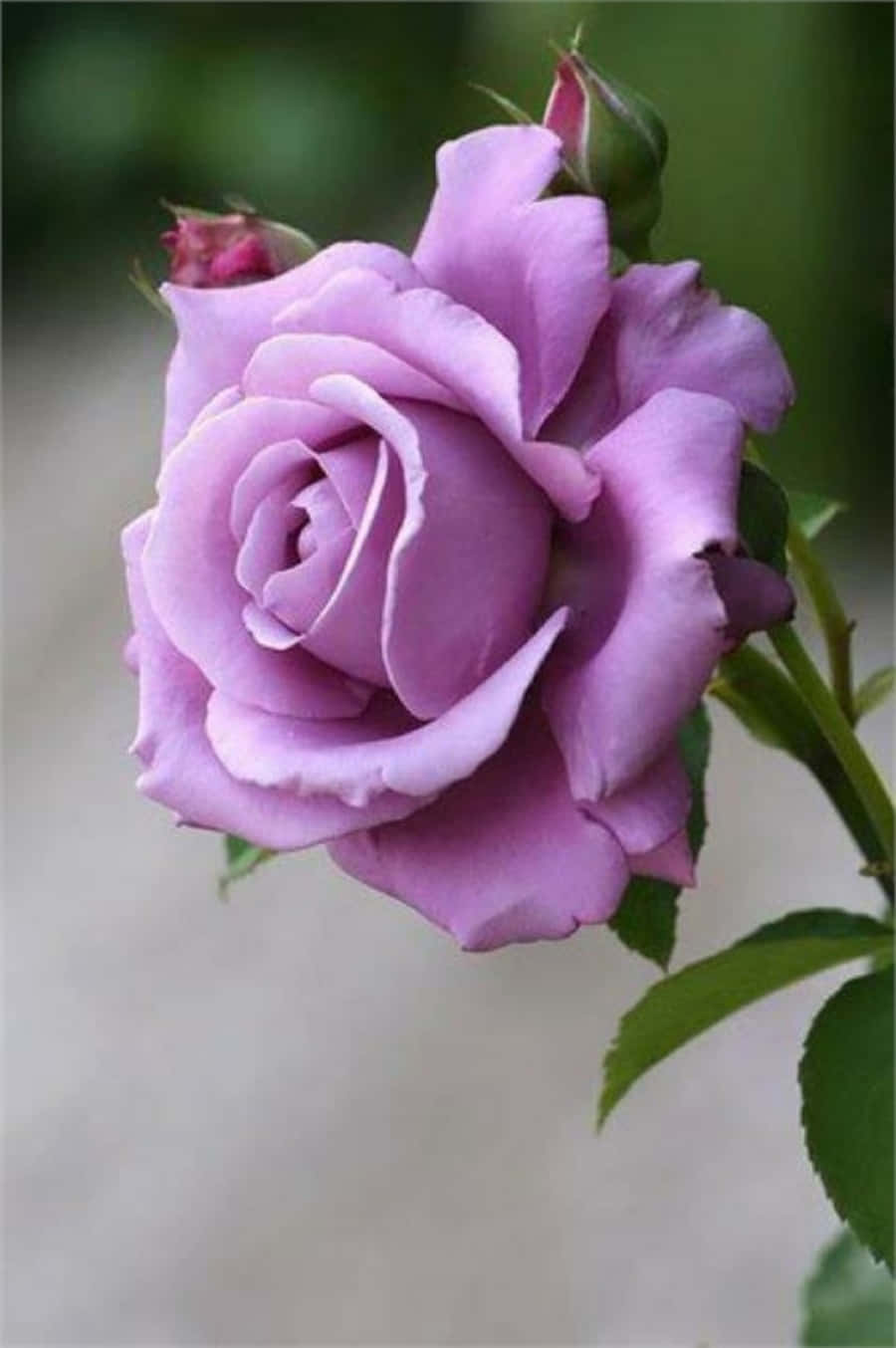 Beautiful Rose 桌布 壁紙 — 一朵精緻的薰衣草玫瑰盛開，花瓣柔軟，綠葉襯托著模糊的自然背景。