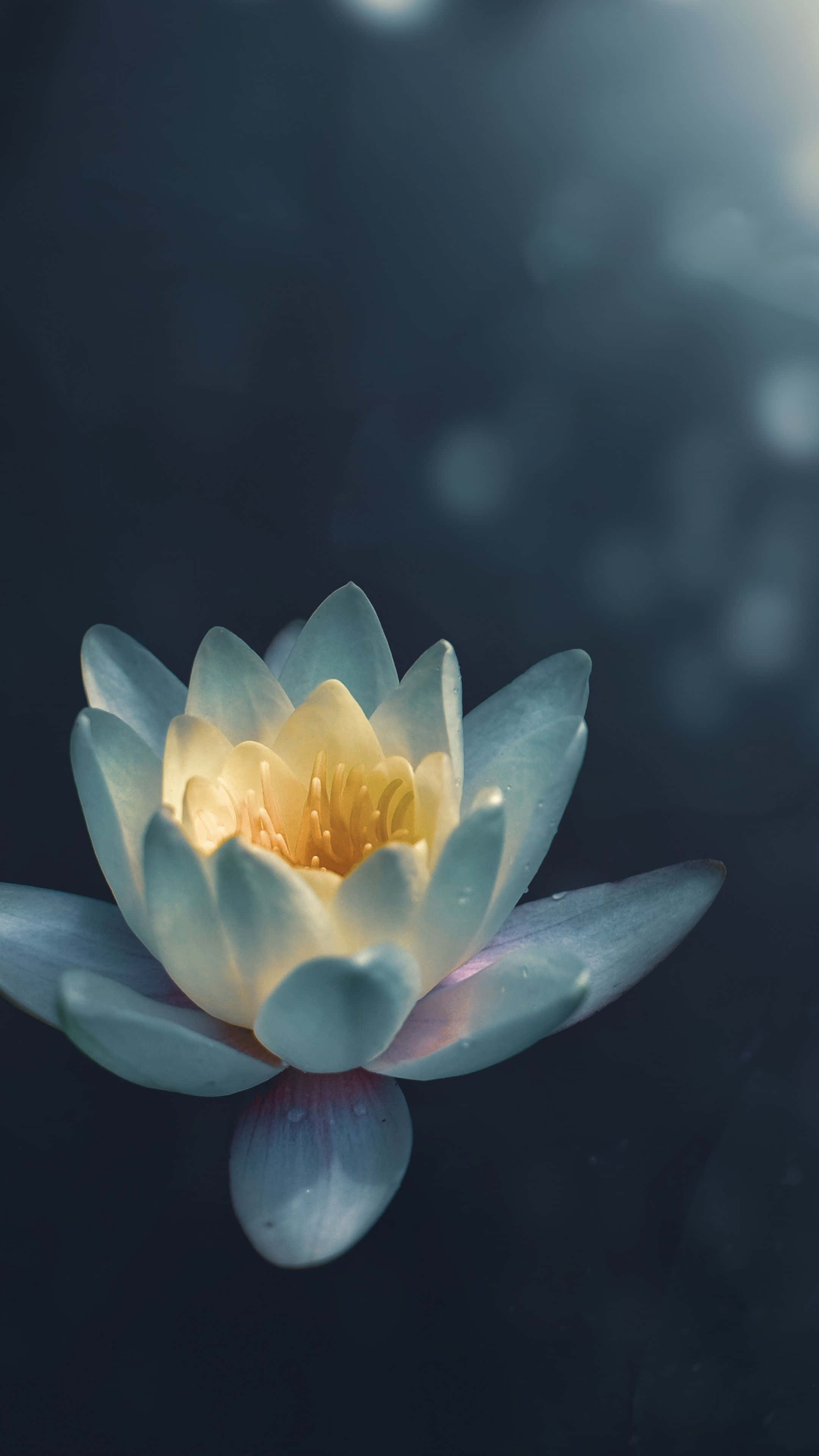 lily 桌布 壁紙 — 一朵精緻的藍色睡蓮，帶有發光的黃色中心，在柔和環境光下靜靜地漂浮在深色水面上。