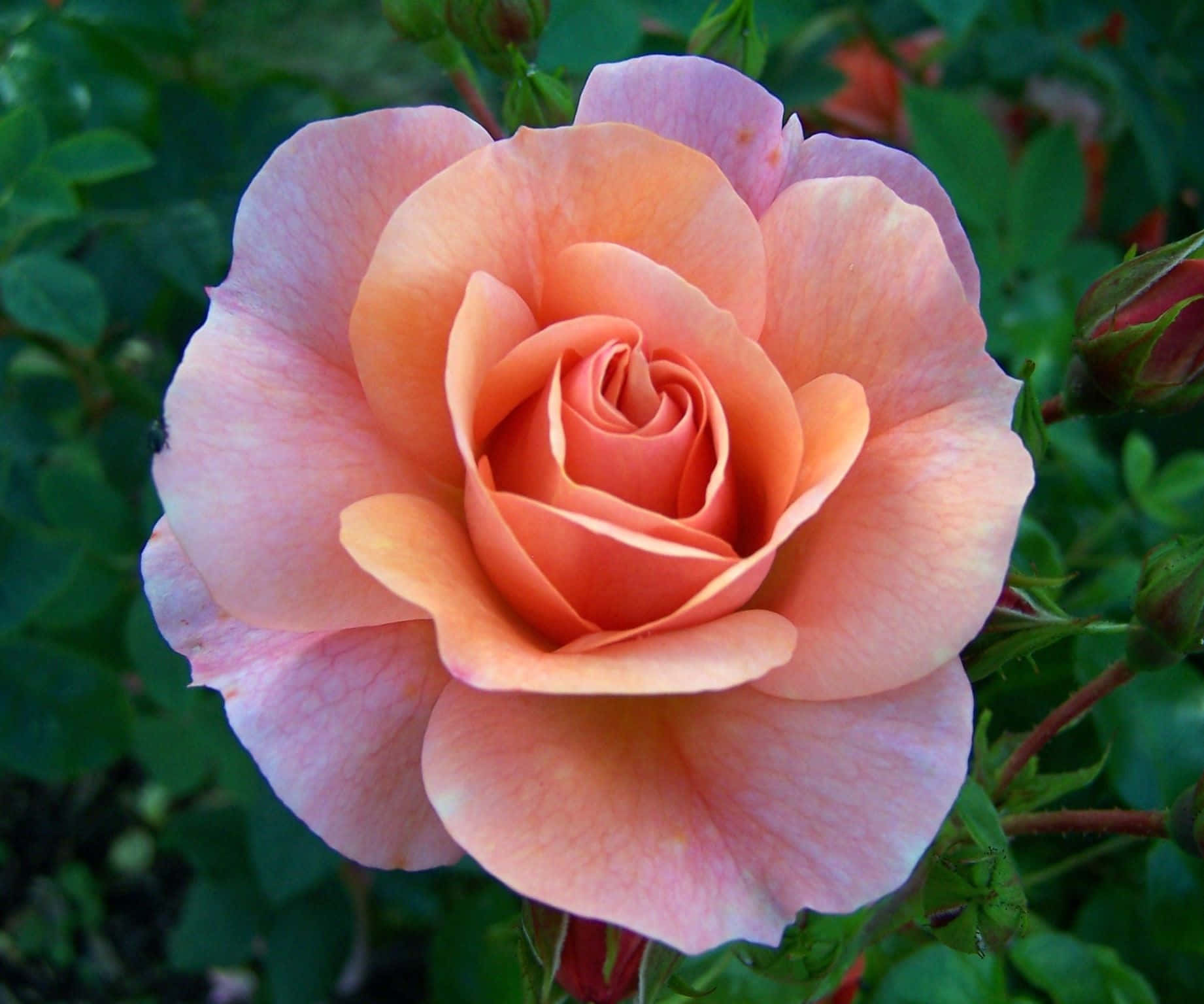 Single Rose 桌布 壁紙 — 一朵精緻的蜜桃玫瑰在茂密的綠葉和萌芽的莖幹襯托下柔美綻放。