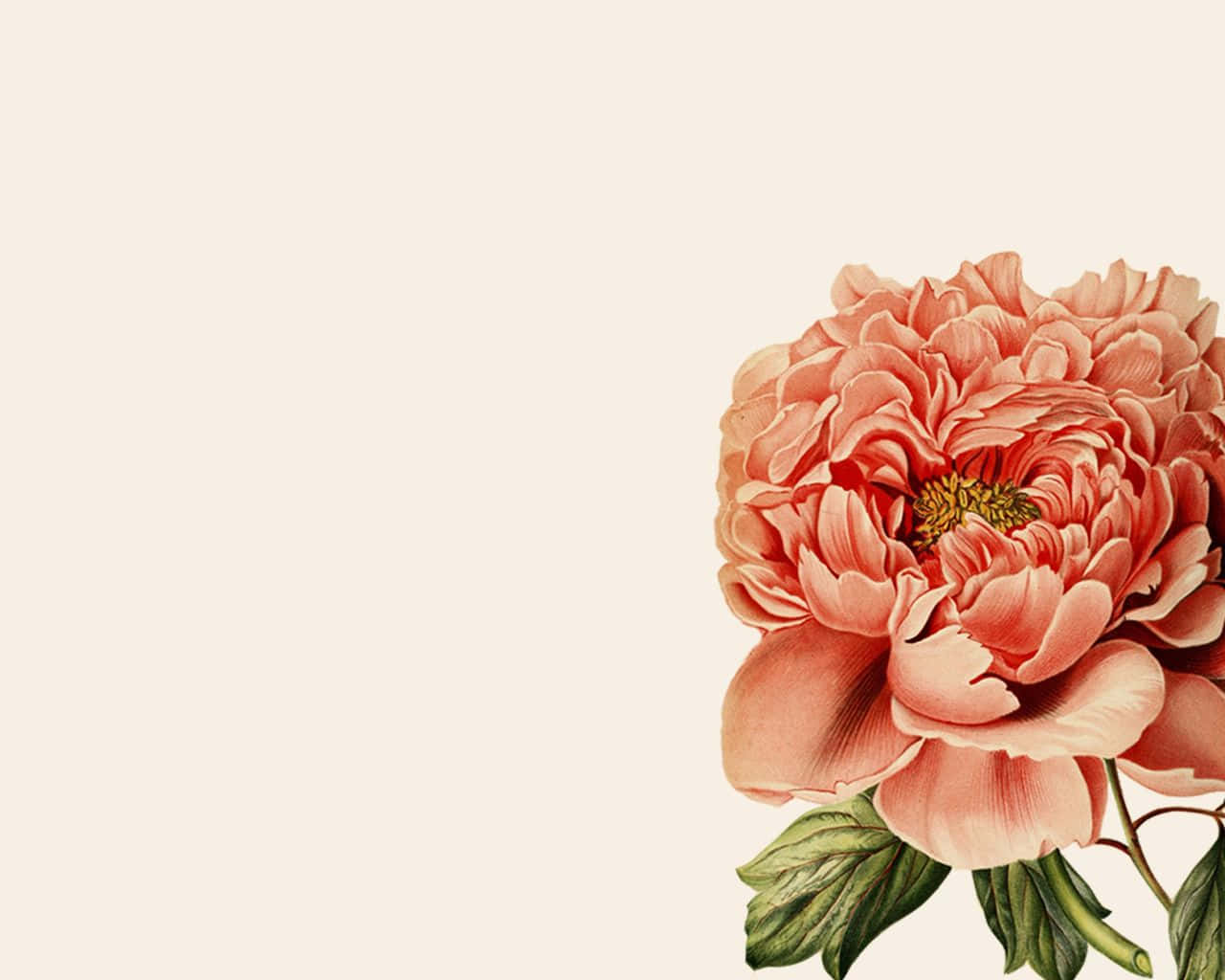 Botanical 桌布 壁紙 — 一朵精緻的蜜桃色牡丹，花瓣層層疊疊，綠葉襯托，在柔和的奶油色背景上盛開。