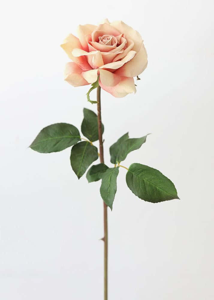 Single Rose 桌布 壁紙 — 一朵精緻的蜜桃色玫瑰，襯著翠綠葉子，優雅地立在純白背景前。